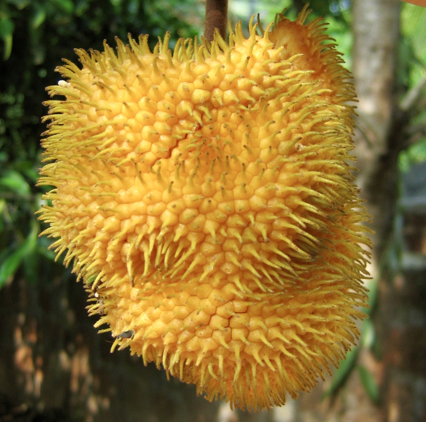 Artocarpus hirsutus  -  1 fresh seed / 1 frischer Samen