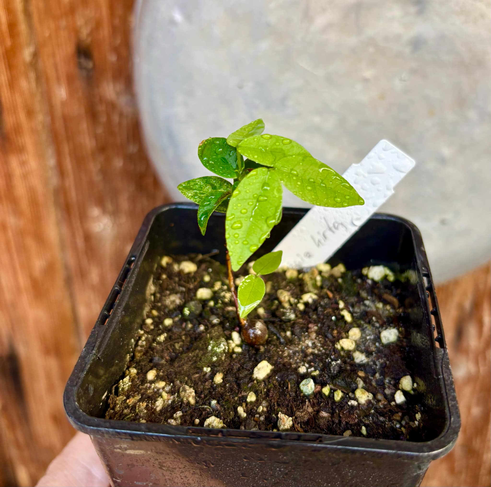 Eugenia hirta - 1 potted seedling/ 1 getopfter Sämling Eugenia hirta - 1 potted seedling/ 1 getopfter Sämling