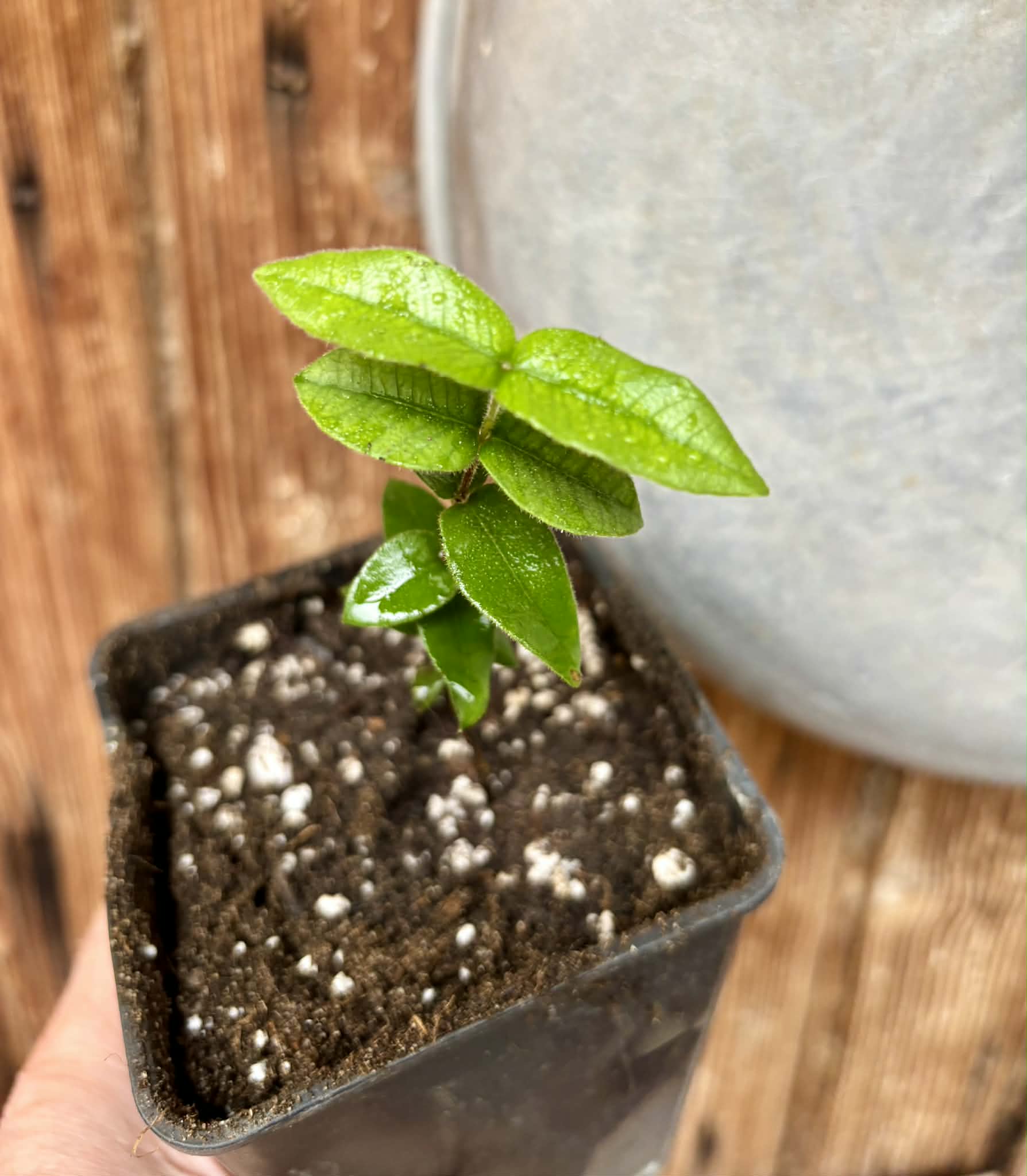 Myrciaria caerulescens (Roxa - Blue Guaquiea) - 1 potted seedling / 1 getopfter Sämling