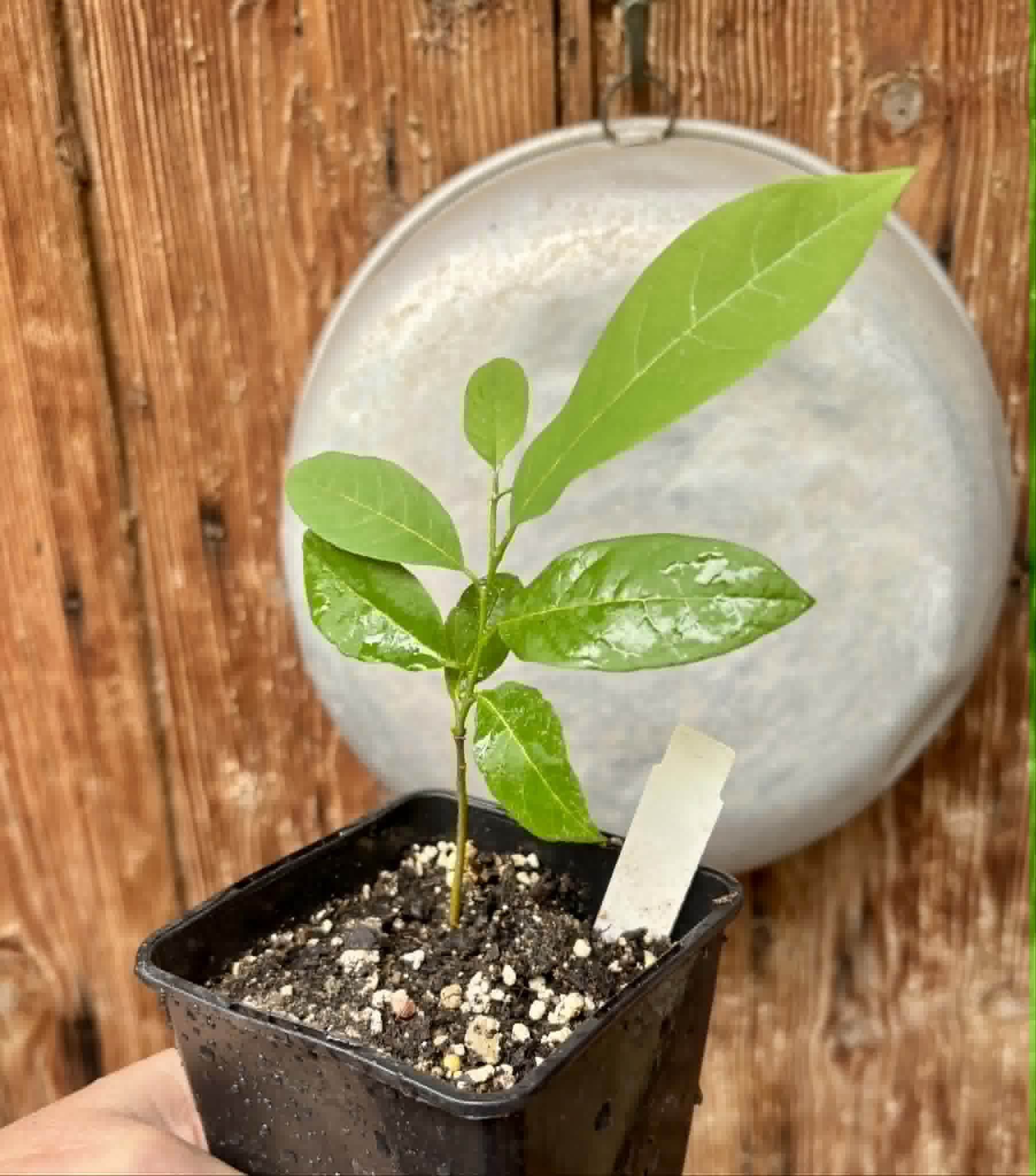 Annona emarginata - 1 potted plant / 1 getopfte Pflanze