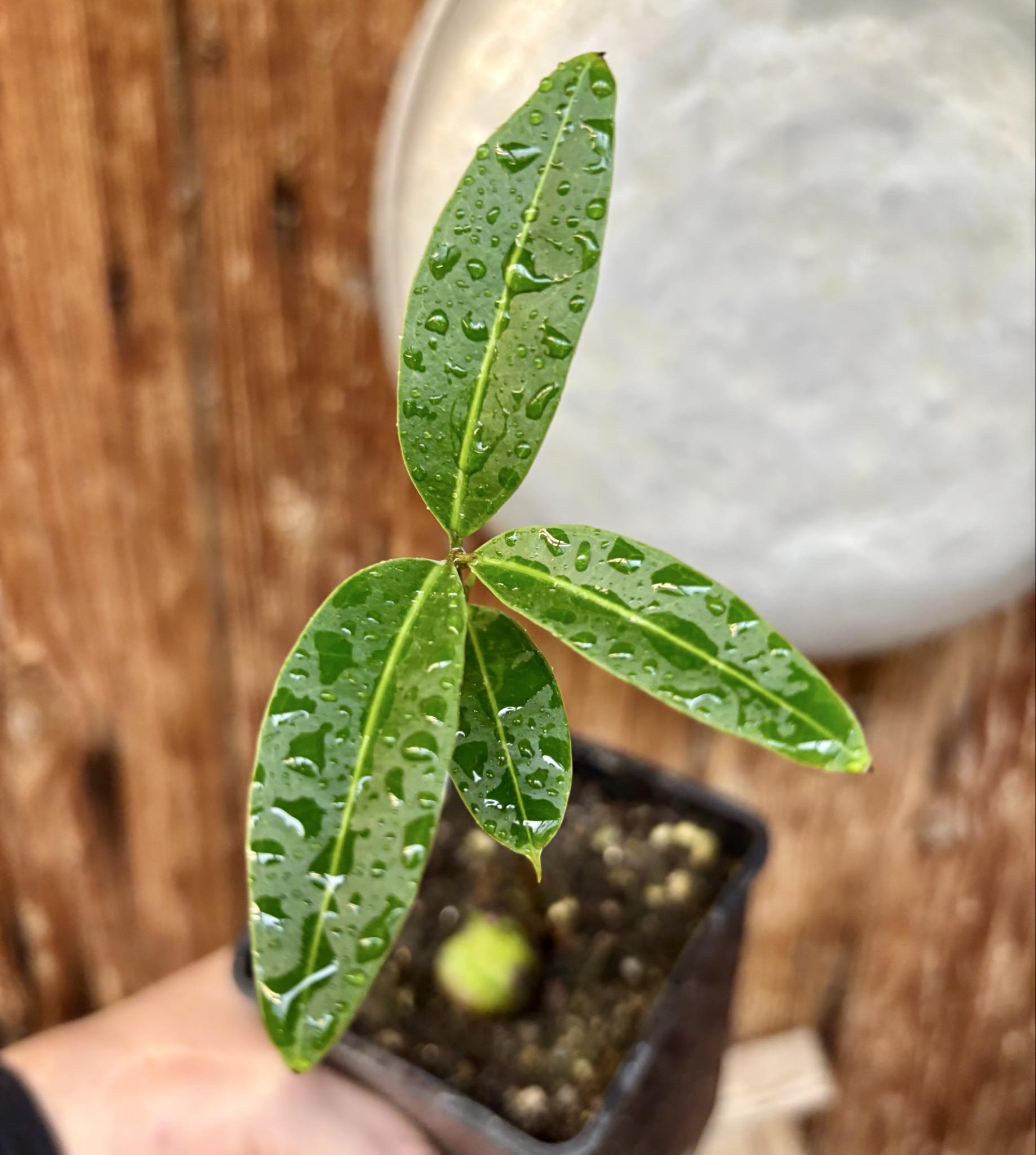 Eugenia sp Abacate -  1 small potted seedling / 1 kleiner, getopfter Sämling