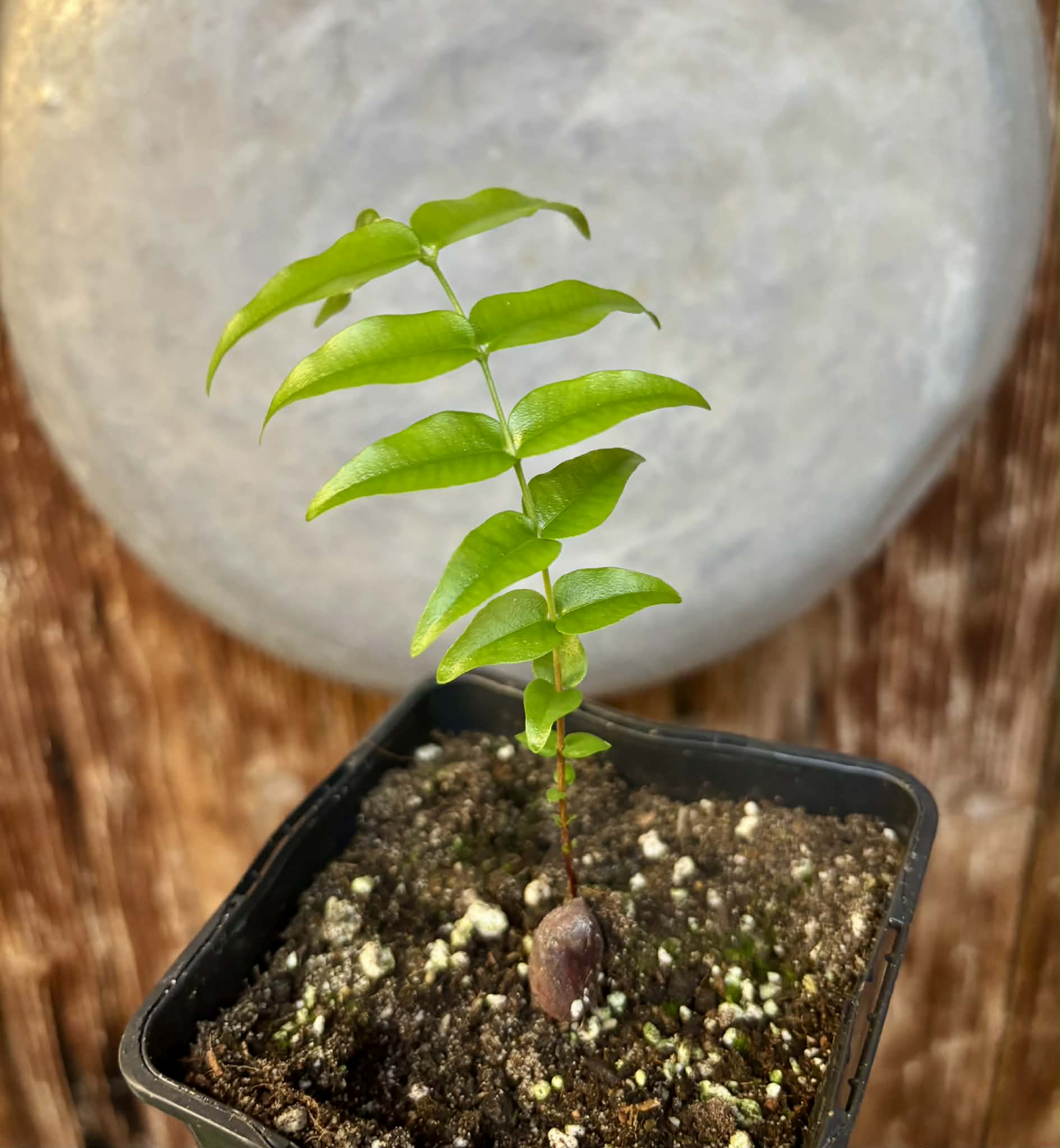 Myrciaria sp Pyrangi -  1 potted plant / 1 getopfte Pflanze