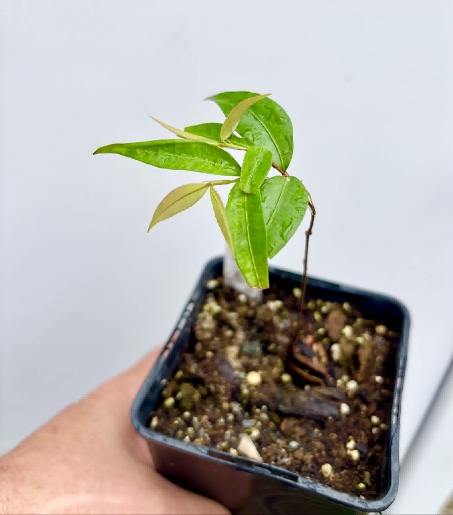 Neomitranthes sp Vinaceo - 1 potted seedling / 1 getopfter Sämling