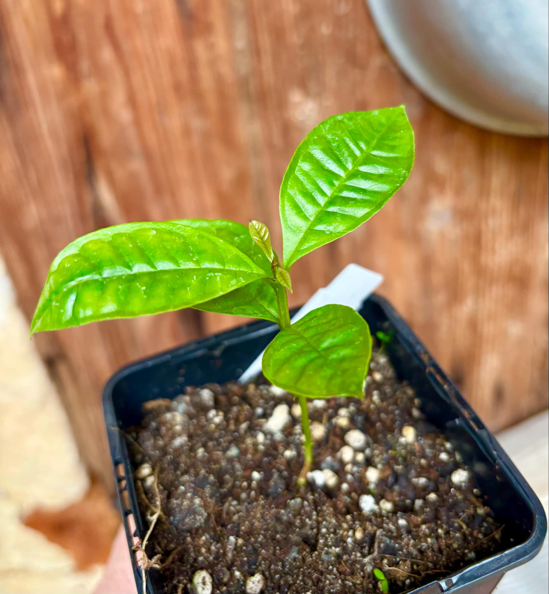 Gowok (Syzygium polycephalum) - 1 small potted seedling / 1 kleiner, getopfter Sämling Gowok (Syzygium polycephalum) - 1 small potted seedling / 1 kleiner, getopfter Sämling