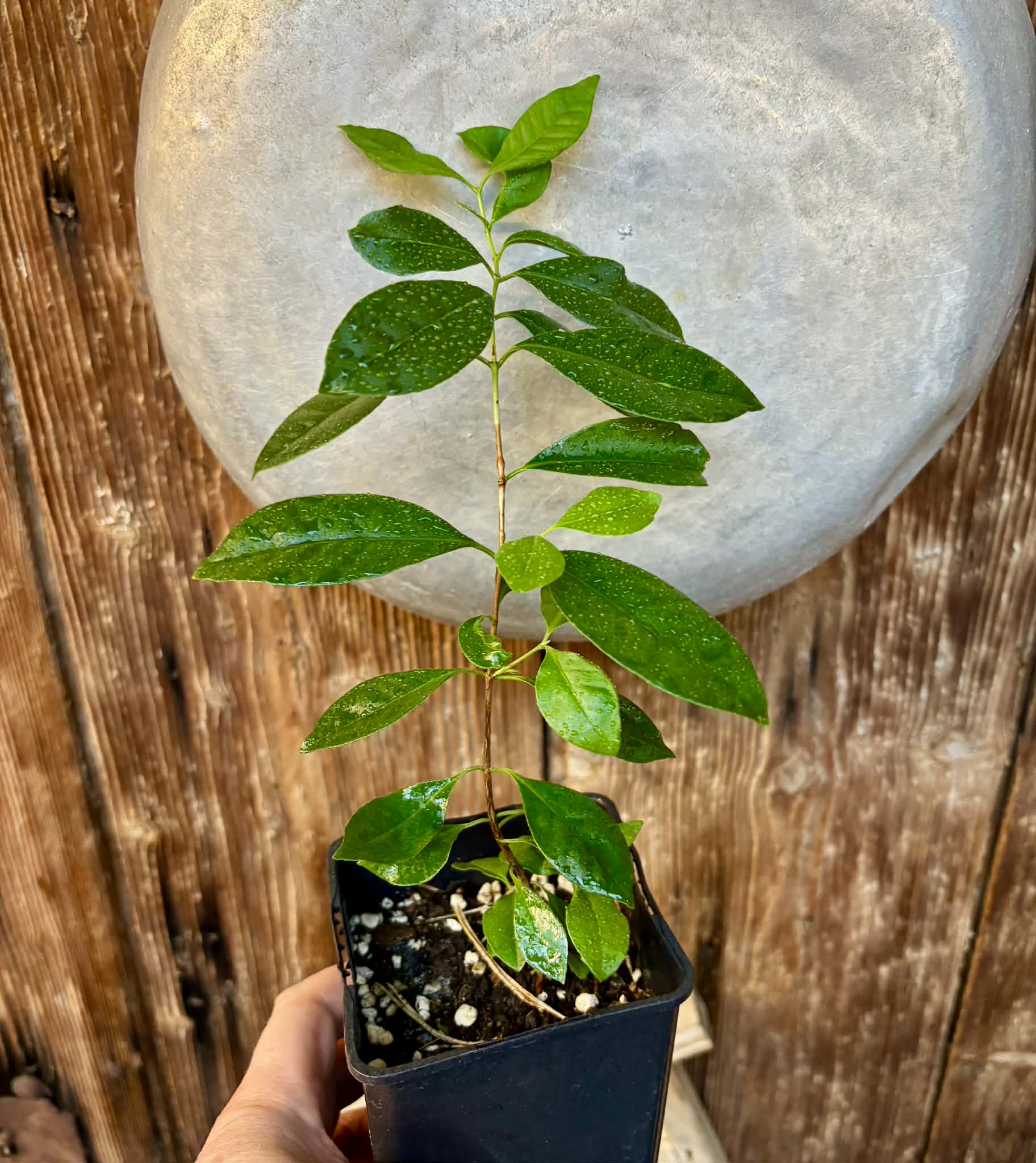 Psidium cattleyanum - Strawberry Guava  - 1 potted plant / 1 getopfte Pflanze
