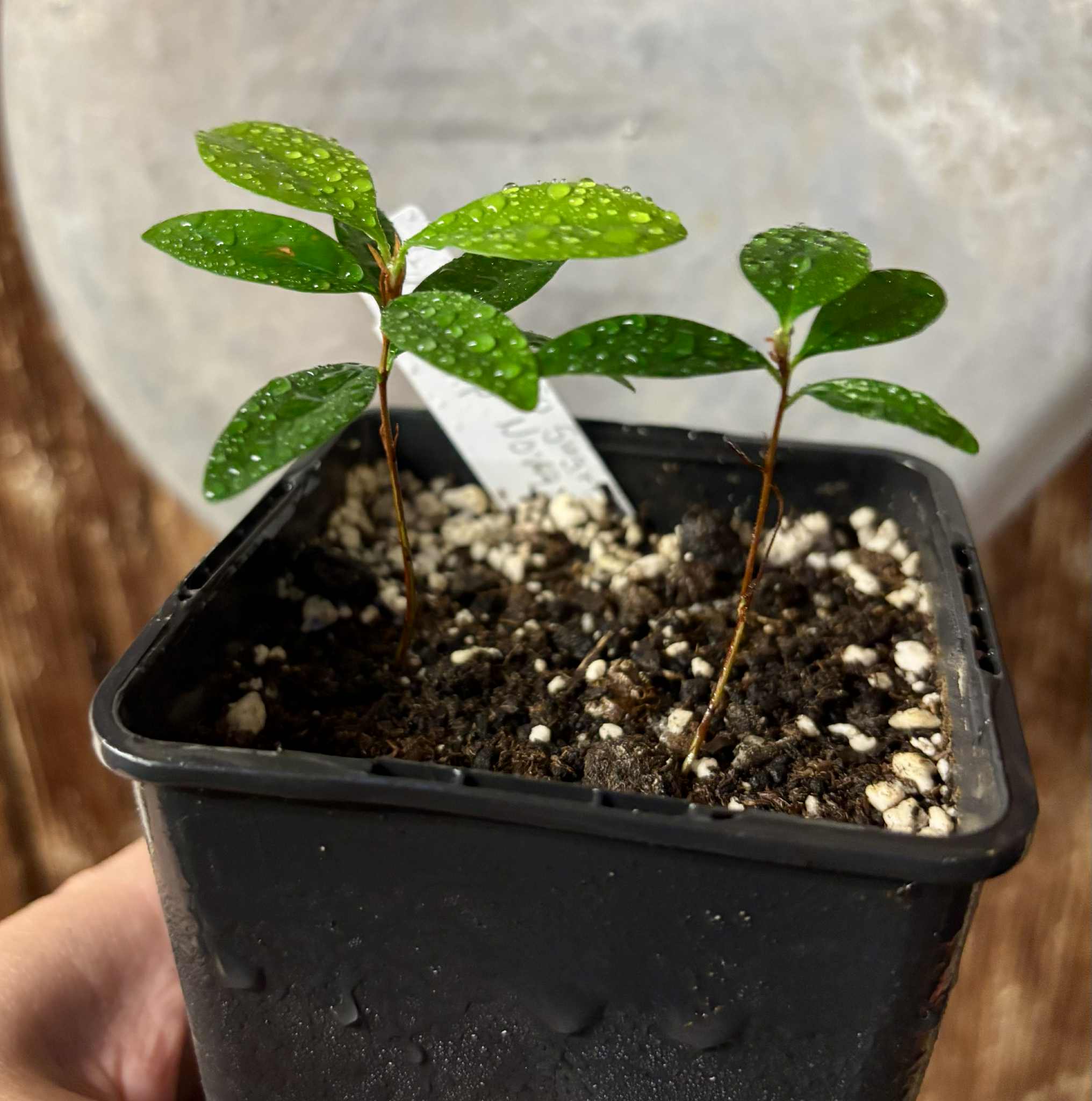 2 in 1 pot - Eugenia sp Nova Rio Guari - 1 potted seedling / 1 getopfter Sämling