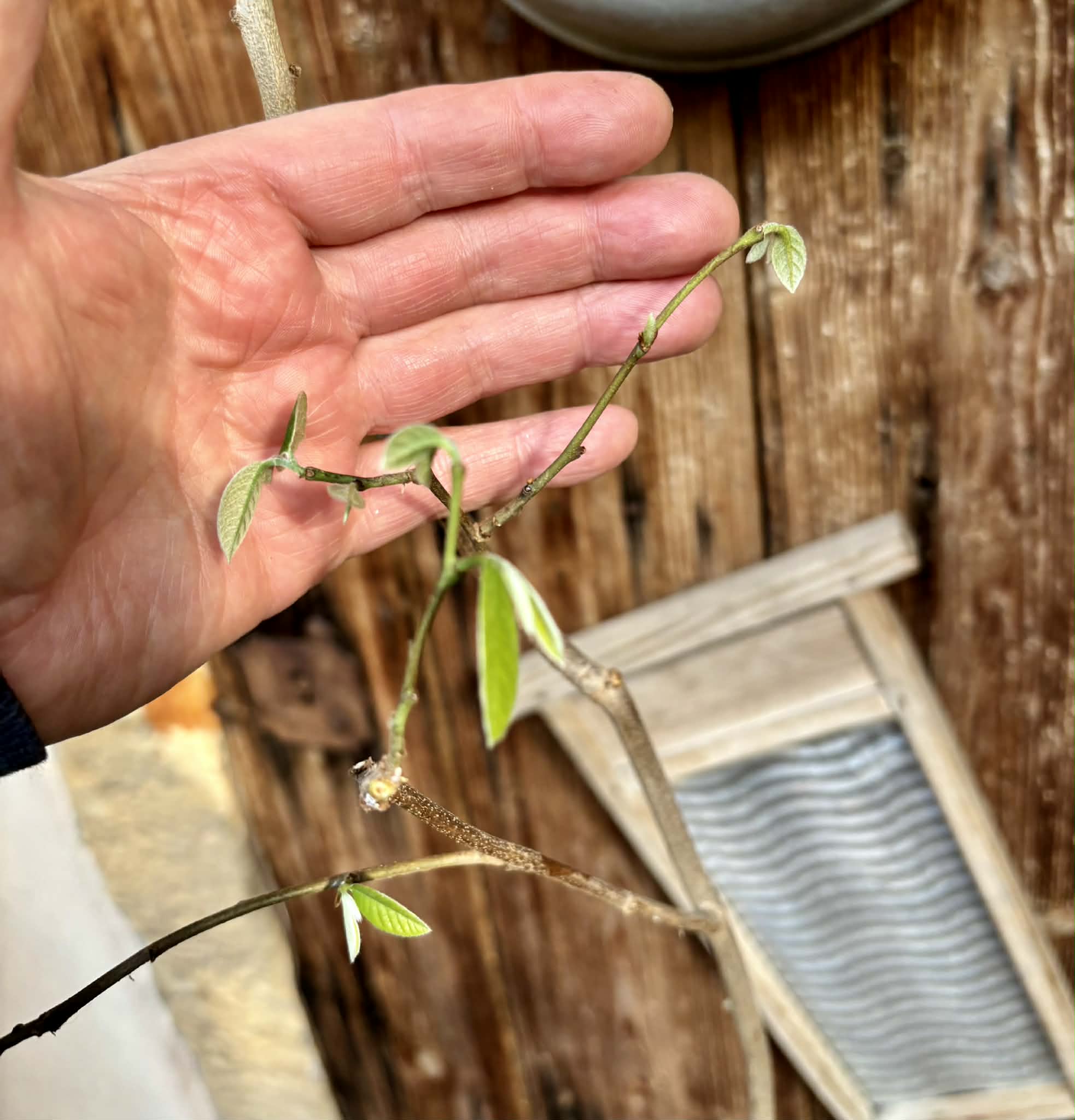 grafted - Cherimoya var. Fino de Jete (Annona cherimola) - 1 potted plant / 1 getopfte Pflanze