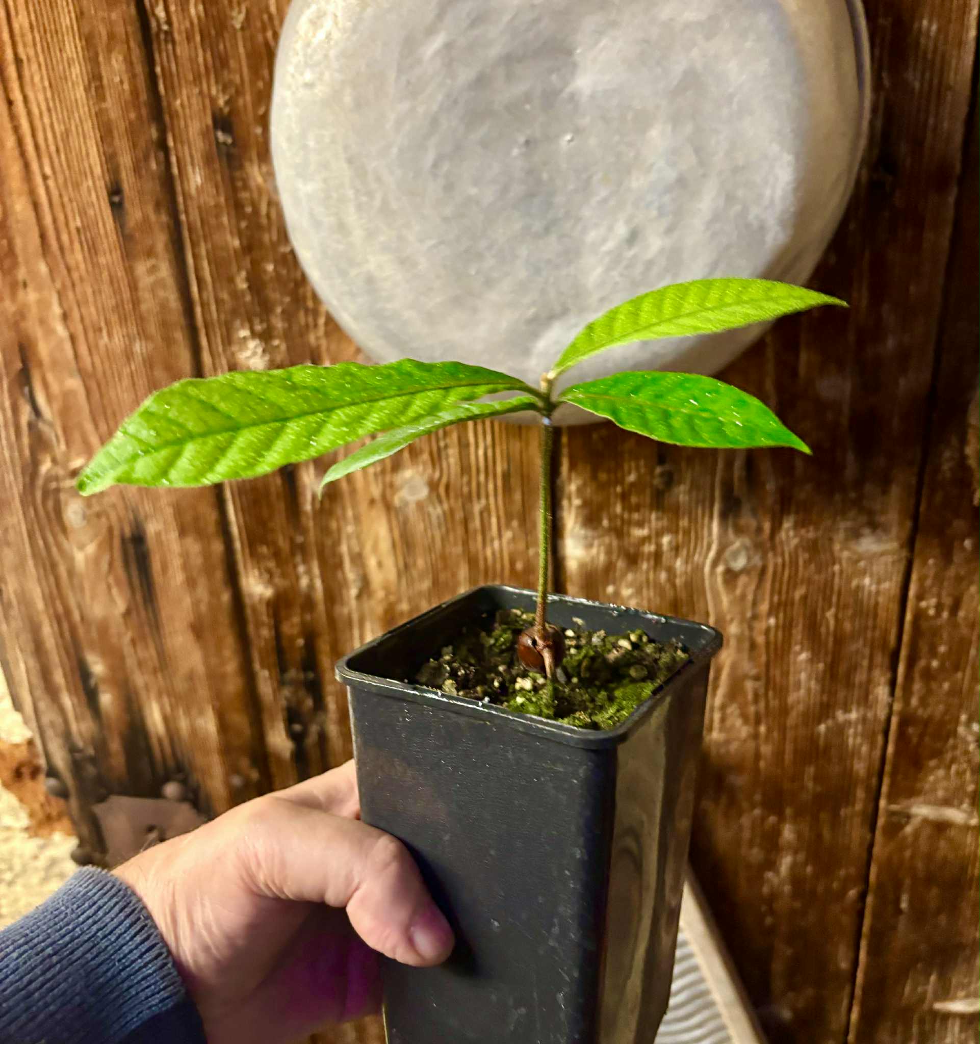 Pouteria torta subsp. gallifructa - Abiu Pilosa - 1 potted plant / 1 getopfte Pflanze Pouteria torta subsp. gallifructa - Abiu Pilosa - 1 potted plant / 1 getopfte Pflanze