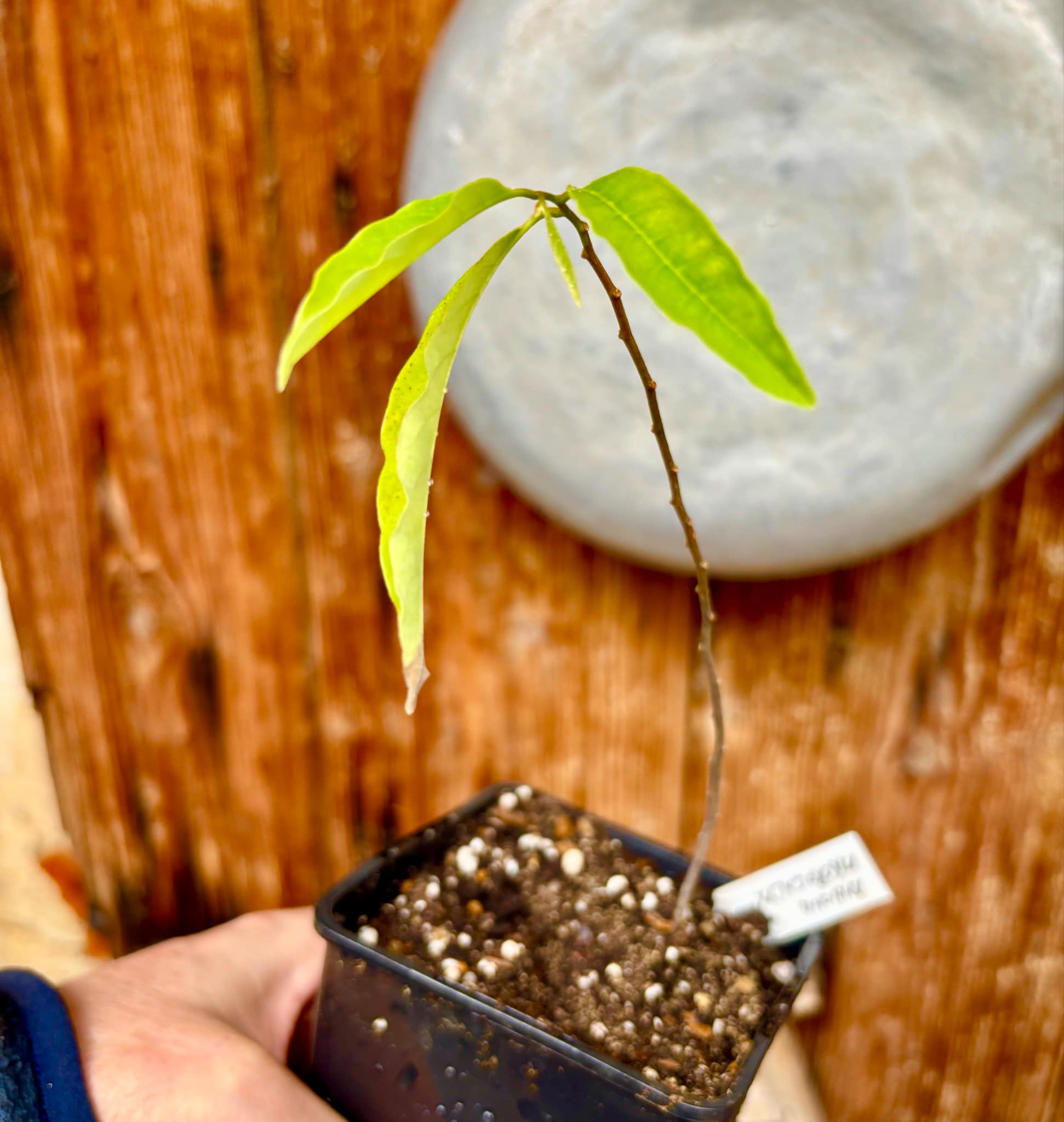 Annona macrocalyx  - 1 potted plant / 1 getopfte Pflanze