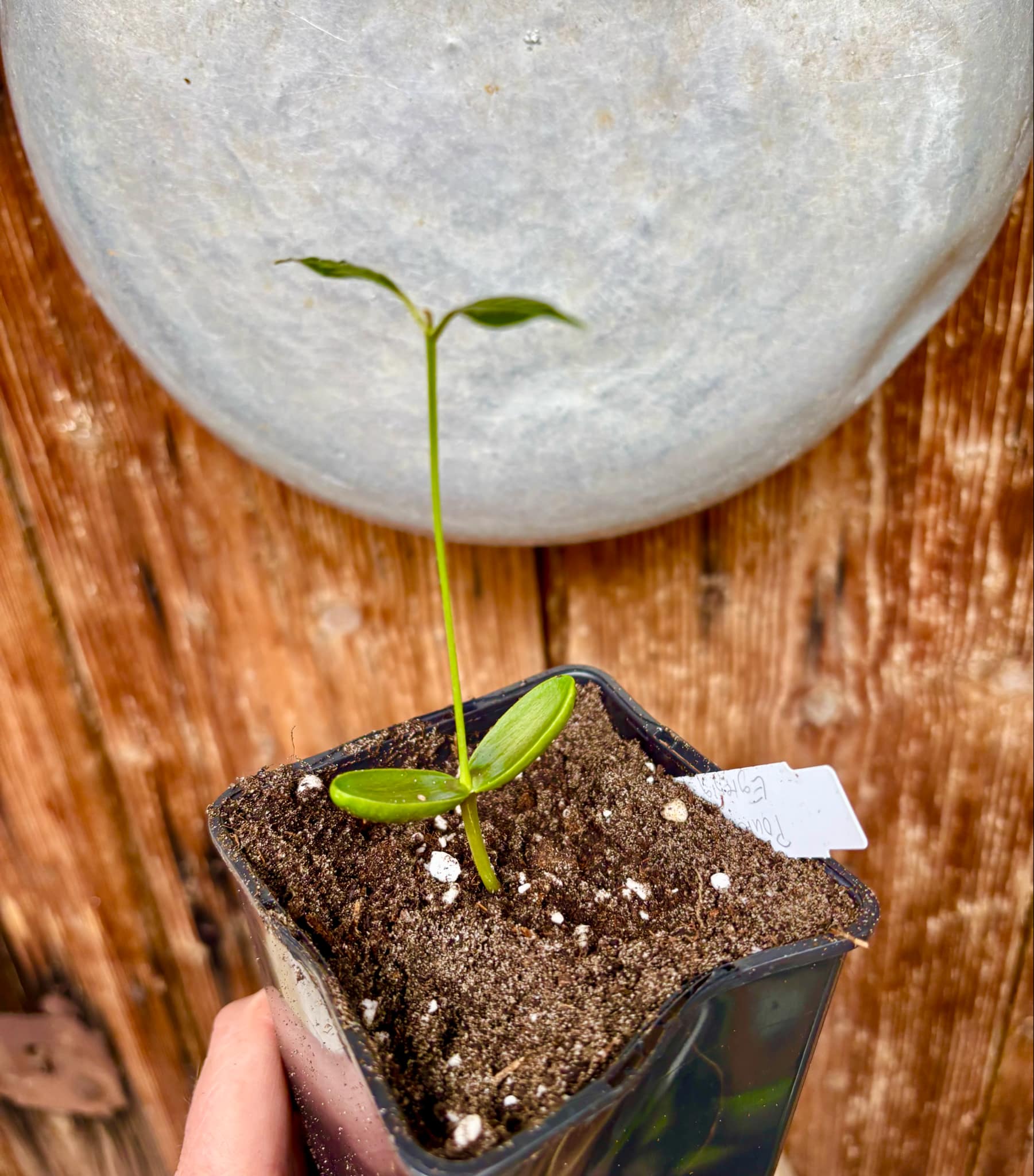 Pouteria aff egregia  -  1 small potted seedling / 1 kleiner, getopfter Sämling