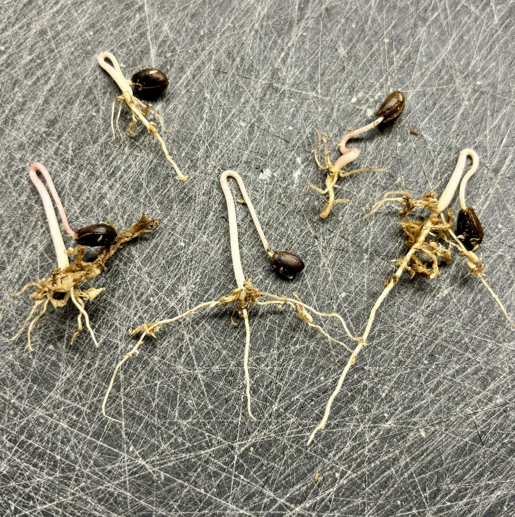 Annona primigenia - 1 germinated seed / 1 gekeimter Samen