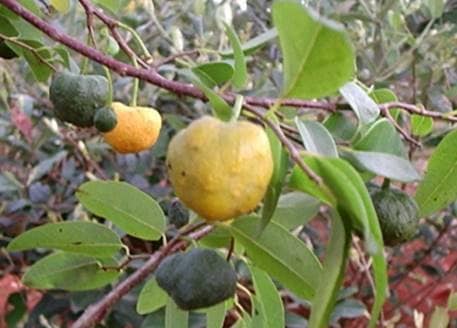 Annona emarginata - 1 potted plant / 1 getopfte Pflanze 