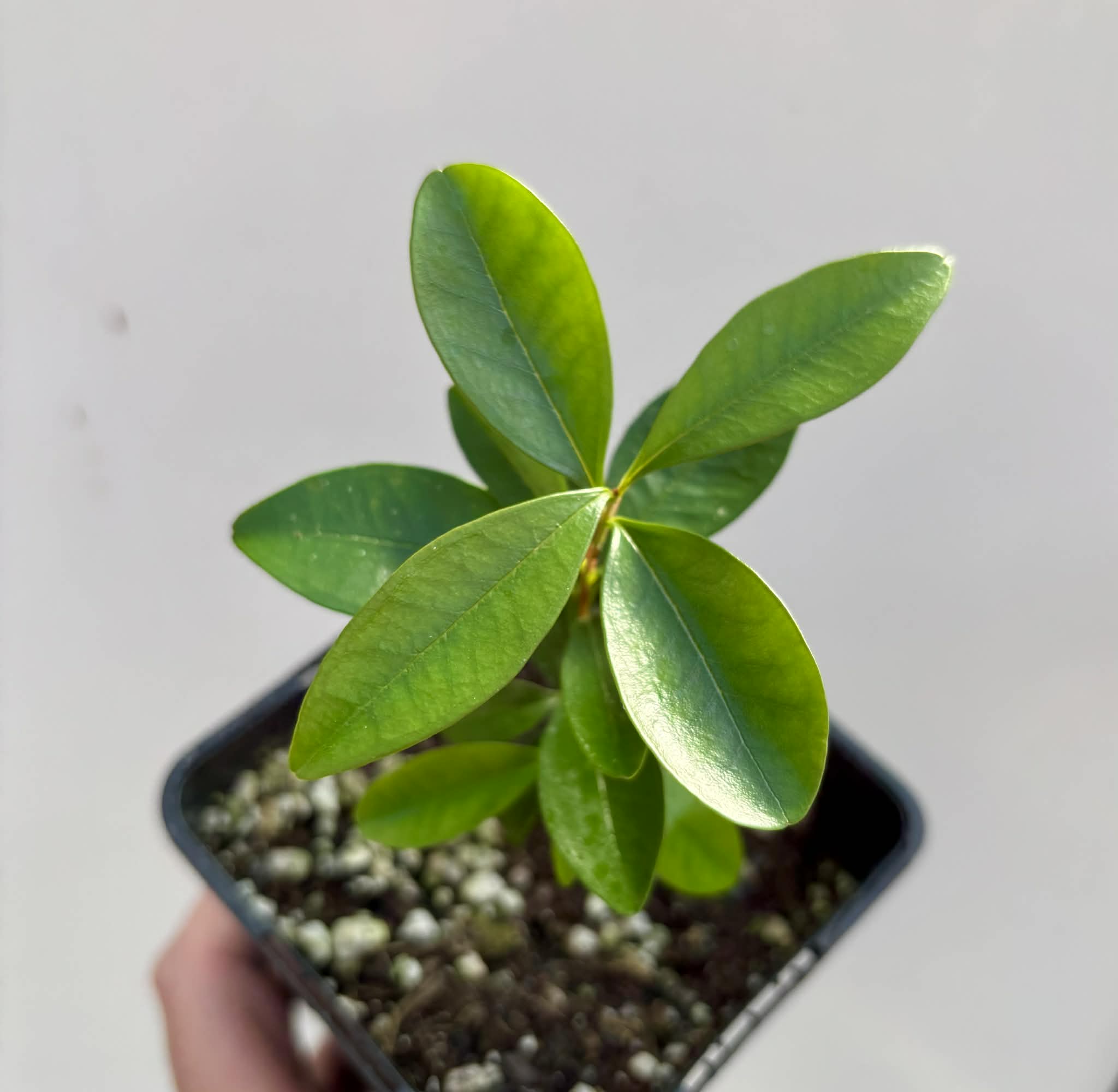 Eugenia sp Nova Rio Guari - 1 potted seedling / 1 getopfter Sämling