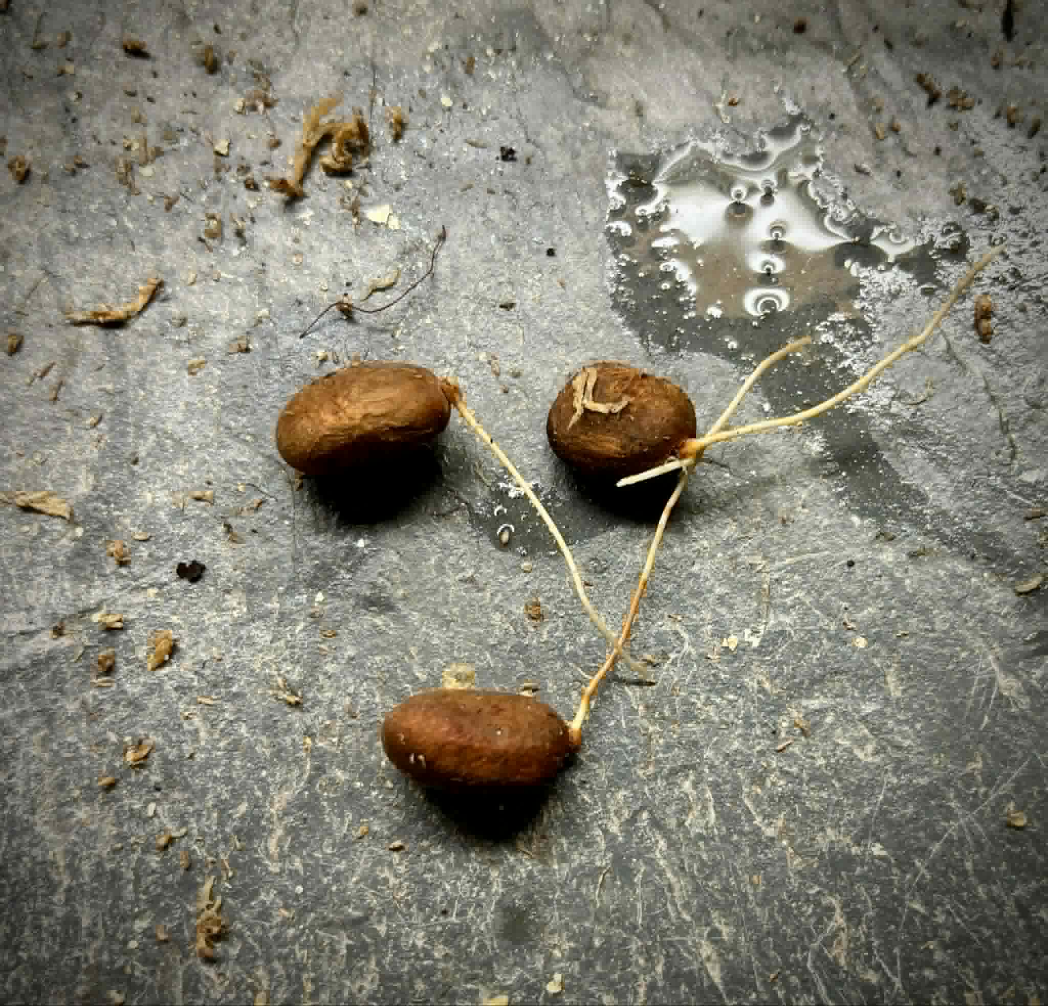 Araza Boi (Eugenia stipitata) -  1 germinated seed / 1 gekeimter Samen