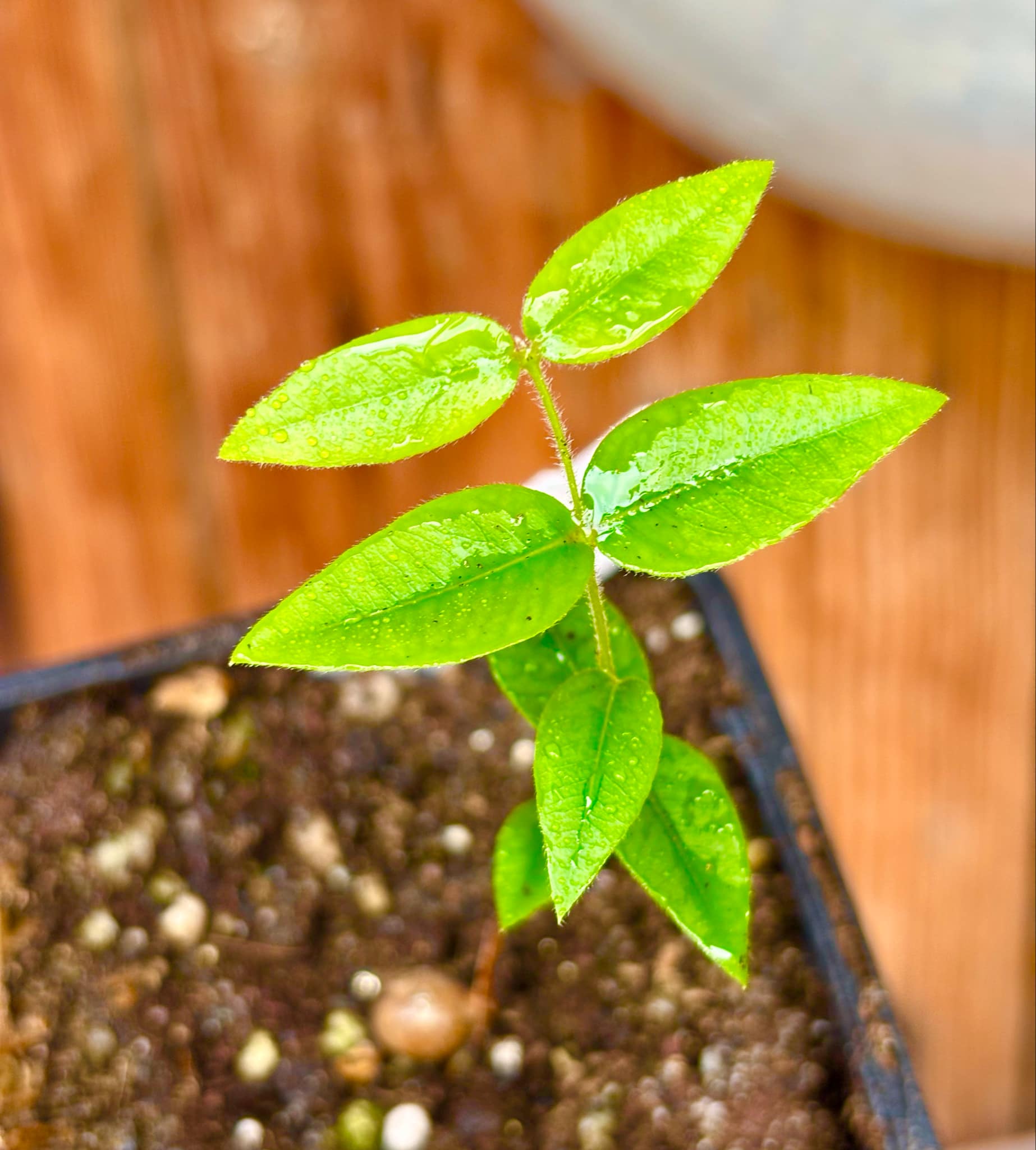 Myrciaria sp Cabeludinha preta (Blue Glomerata) - 1 small pottet seedling / 1 kleiner, getopfter Sämling Myrciaria sp Cabeludinha preta (Blue Glomerata) - 1 small pottet seedling / 1 kleiner, getopfter Sämling