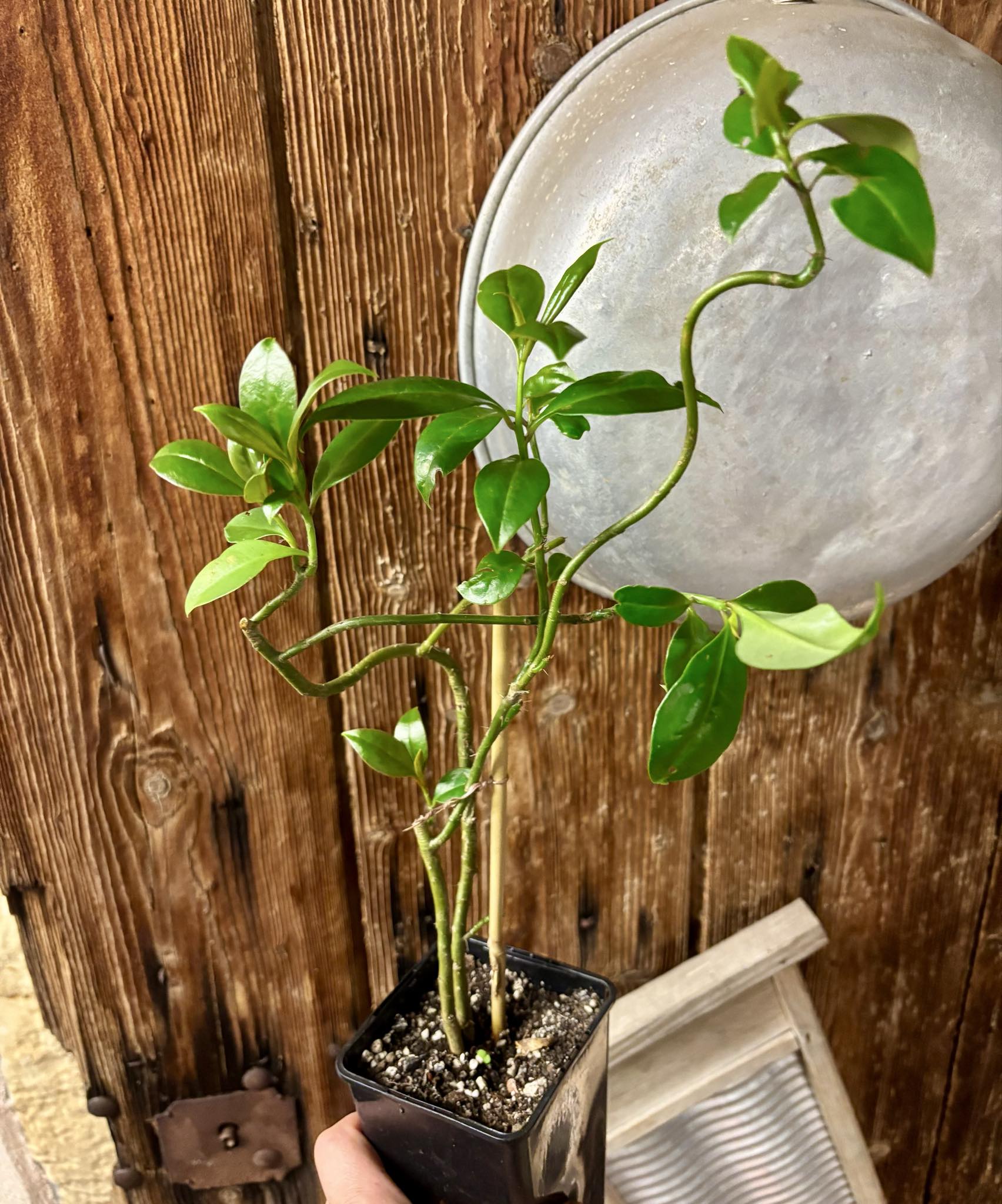 Barbados Gooseberry - Pereskia aculeata - 1 potted plant / 1 getopfte Pflanze