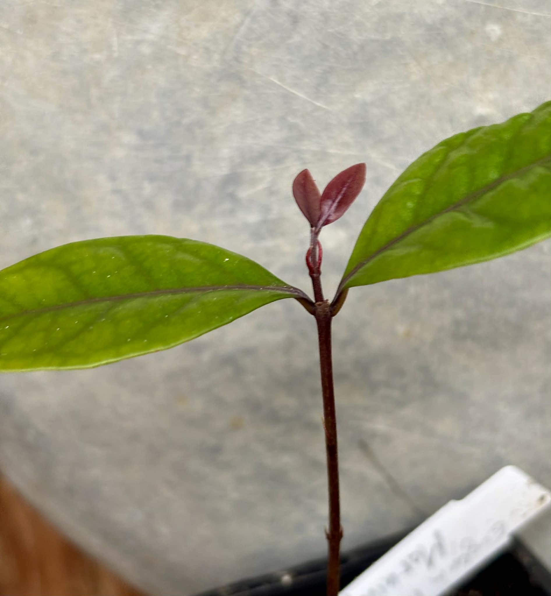 Eugenia rotundifolia var. Maruim - 1 potted seedling / 1 getopfter Sämling