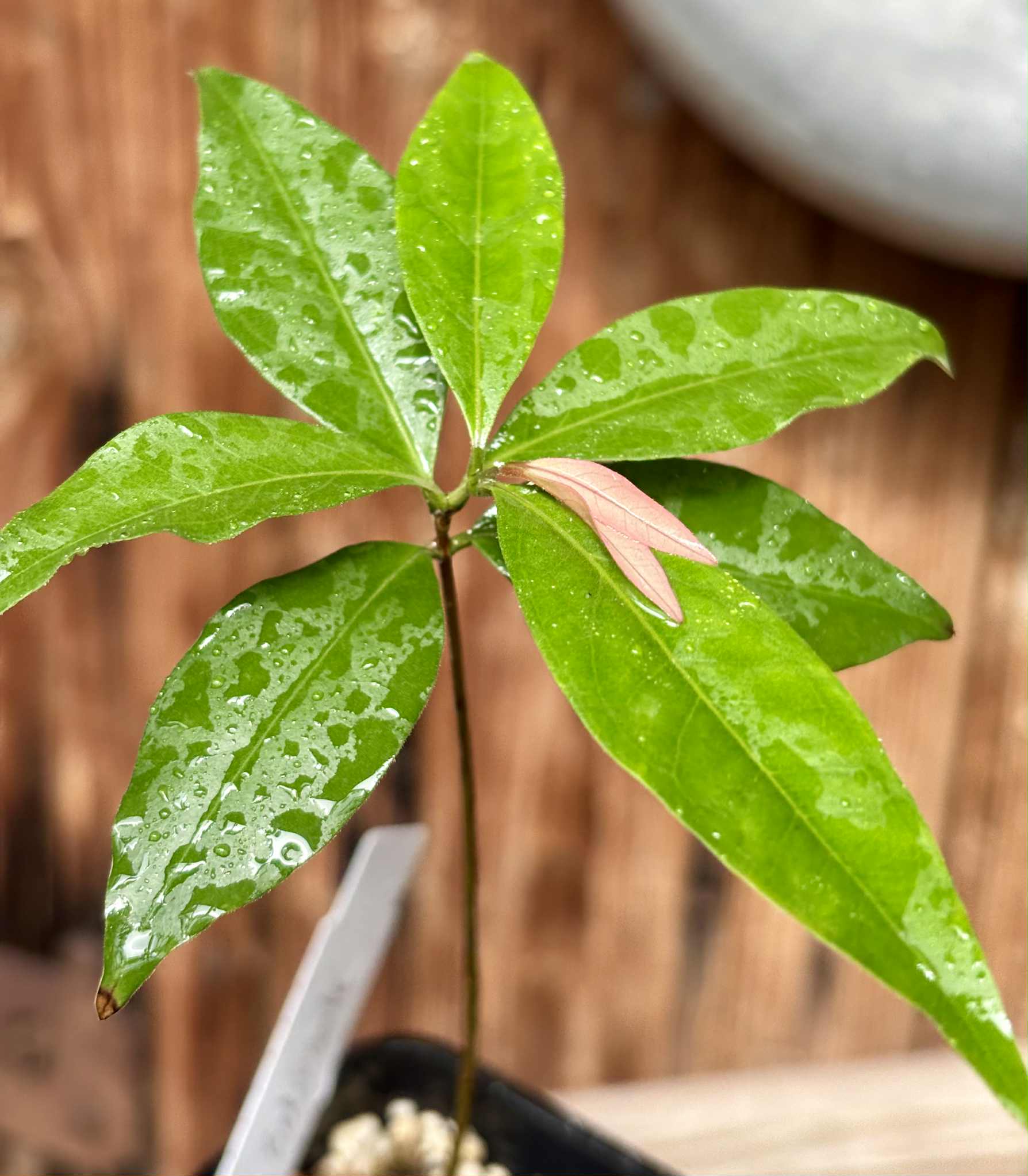 Eugenia sp Belmonte -  1 potted seedling / 1 getopfter Sämling