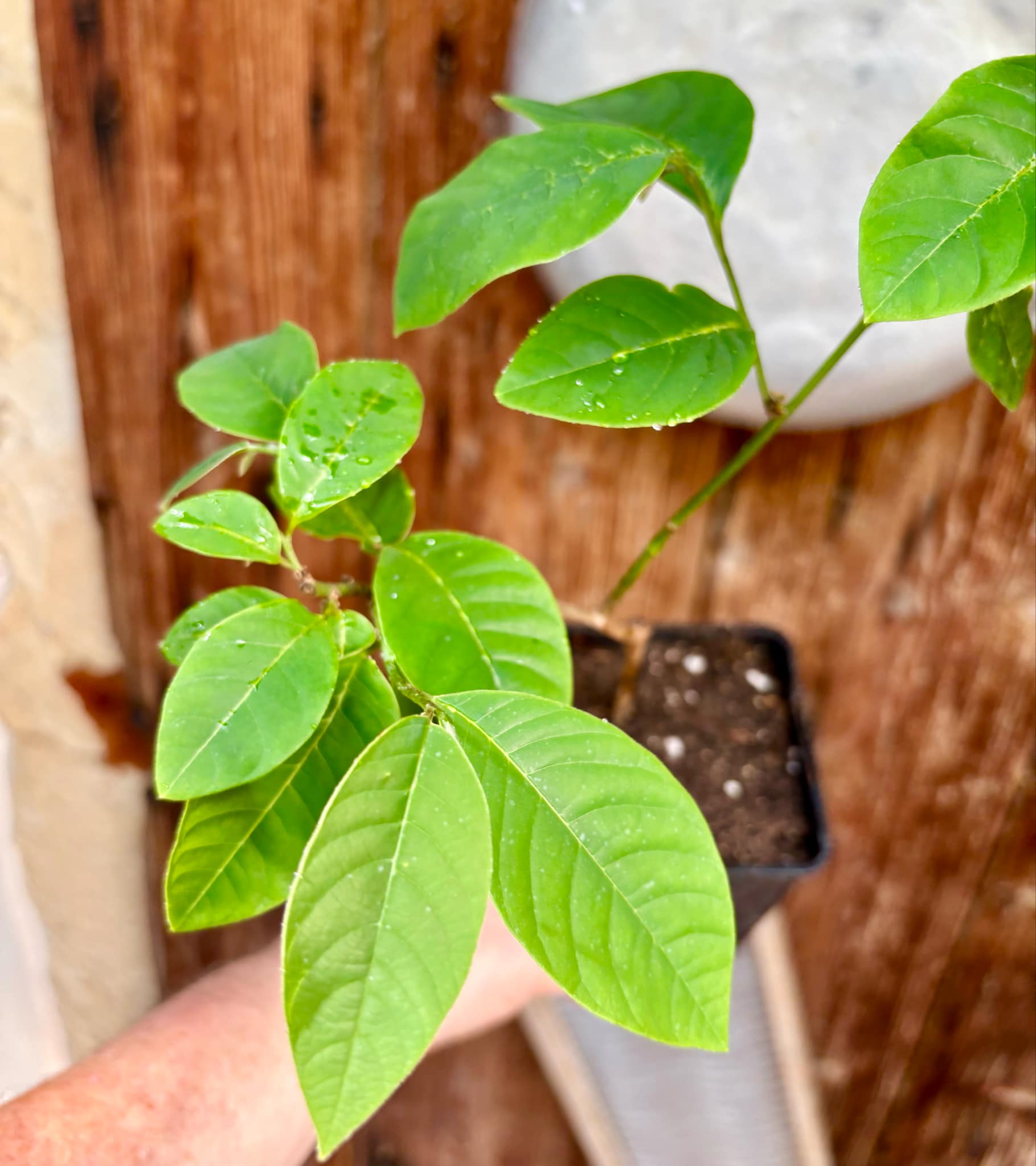 Cherimoya var. Fino de Jete (Annona cherimola) - 1 potted plant / 1 getopfte Pflanze