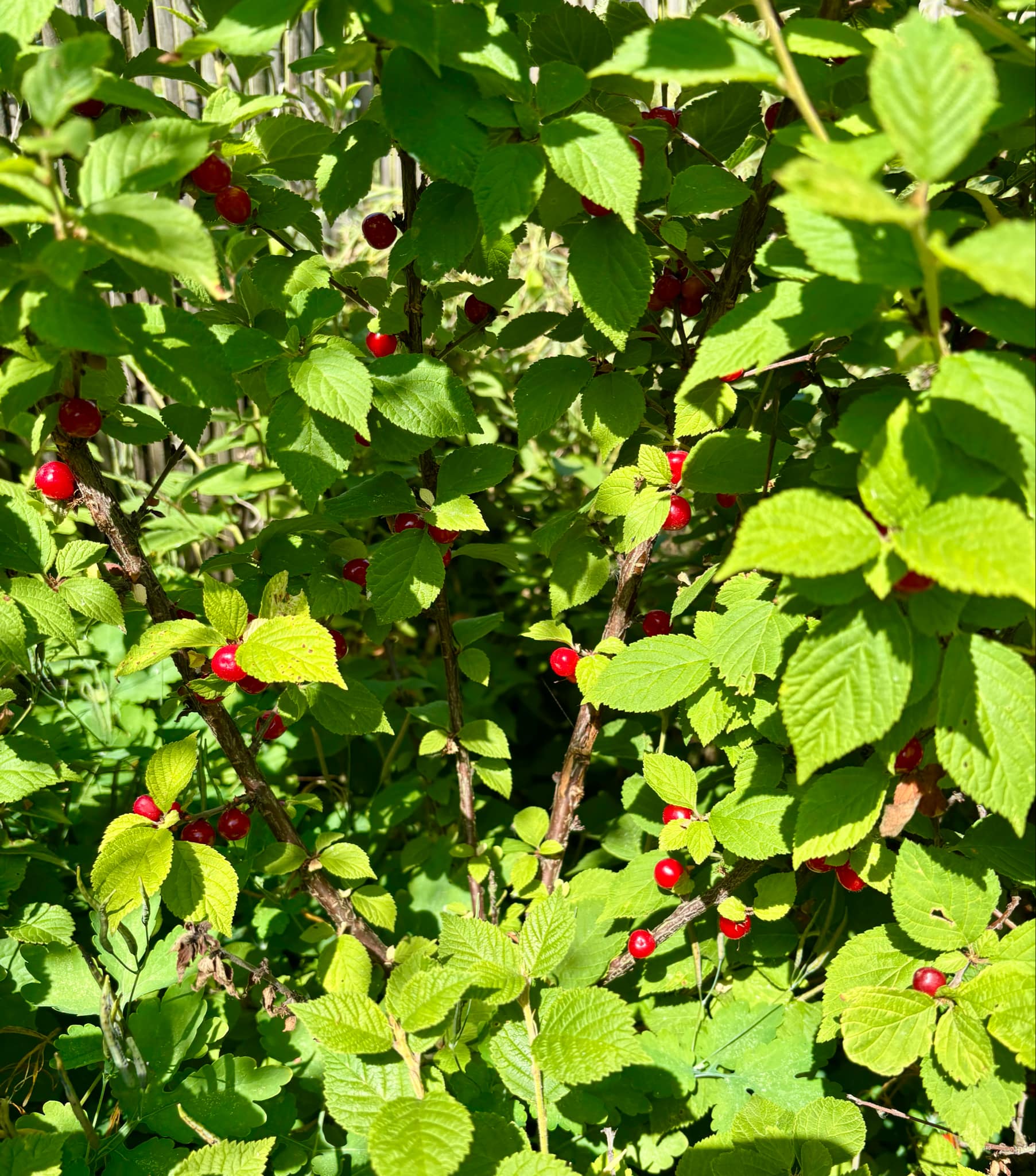 Red Nanjing Cherry (Prunus tomentosa) - 10 fresh seeds / 10 frische Samen