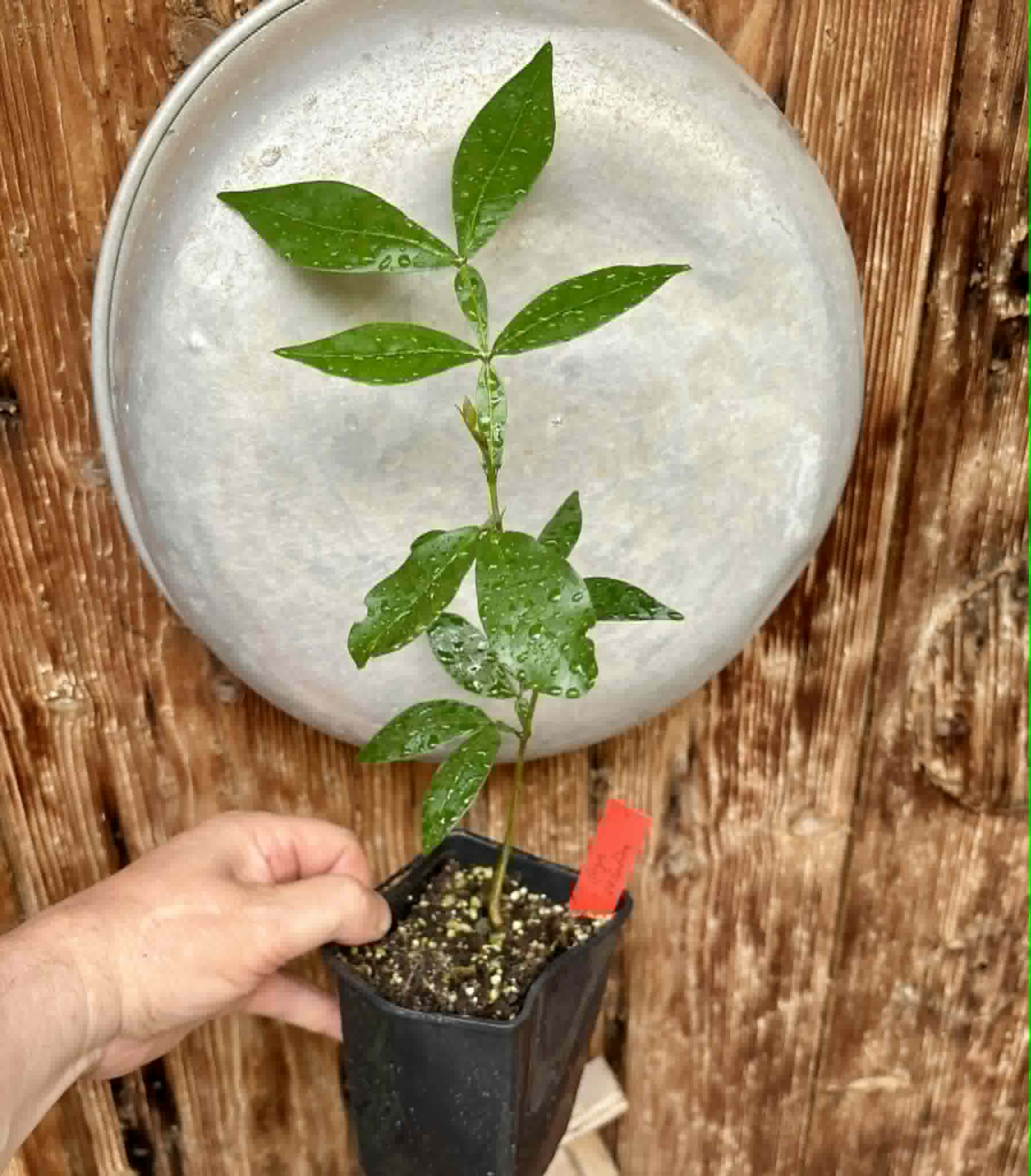 Inga vulpina  - 1 potted seedling / 1 getopfter Sämling