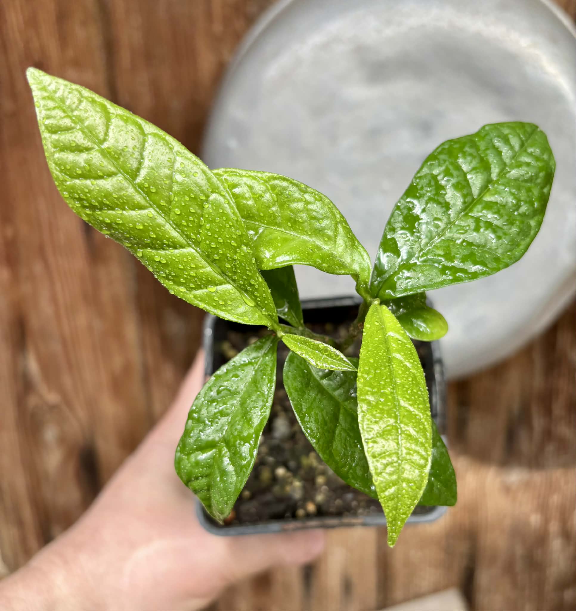 Cymbopetalum brasiliensis - 1 potted seedling / 1 getopfter Sämling