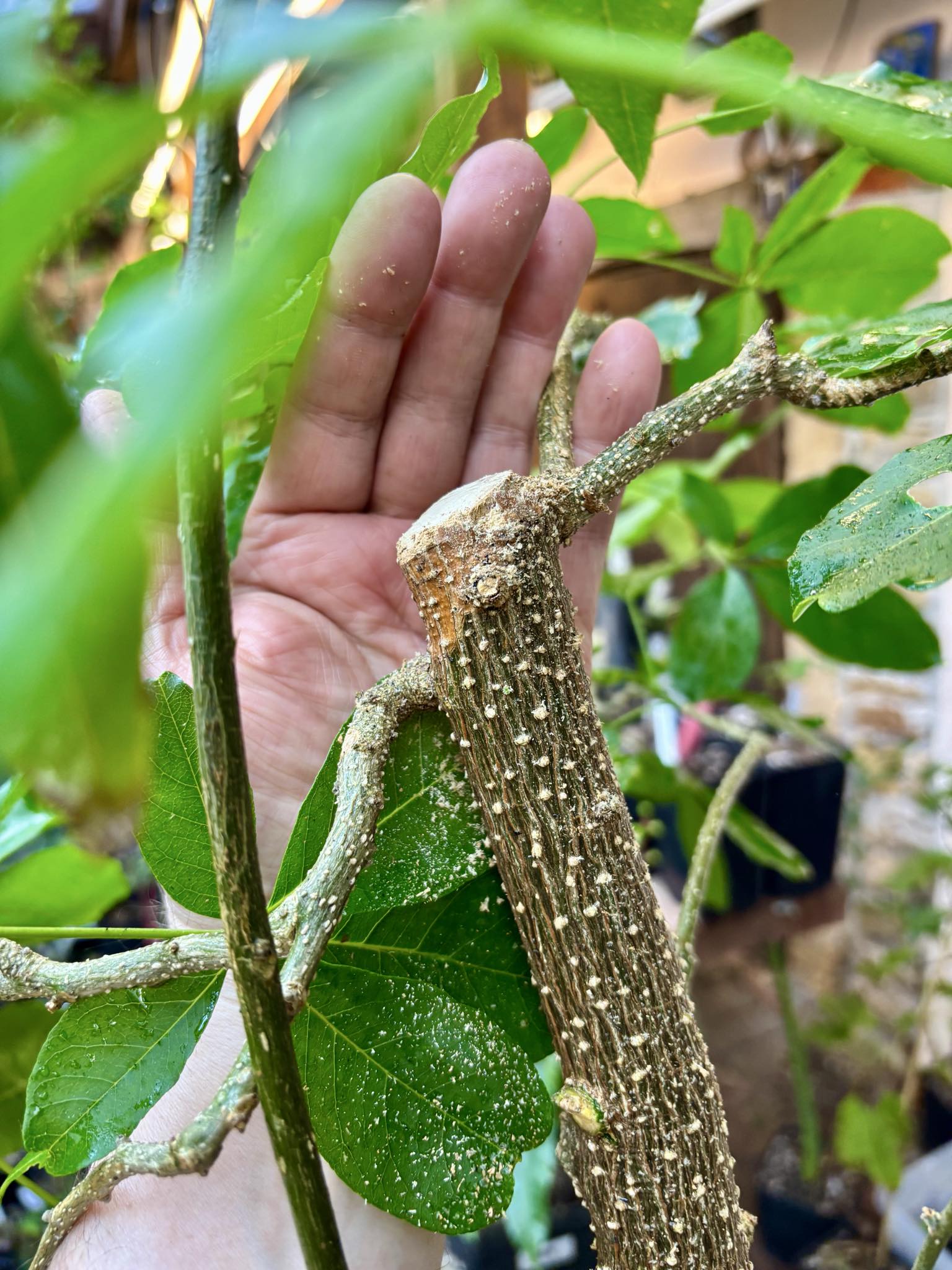 10 years old - White Sapote (Casimiroa edulis) - 1 potted plant / 1 getopfte Pflanze