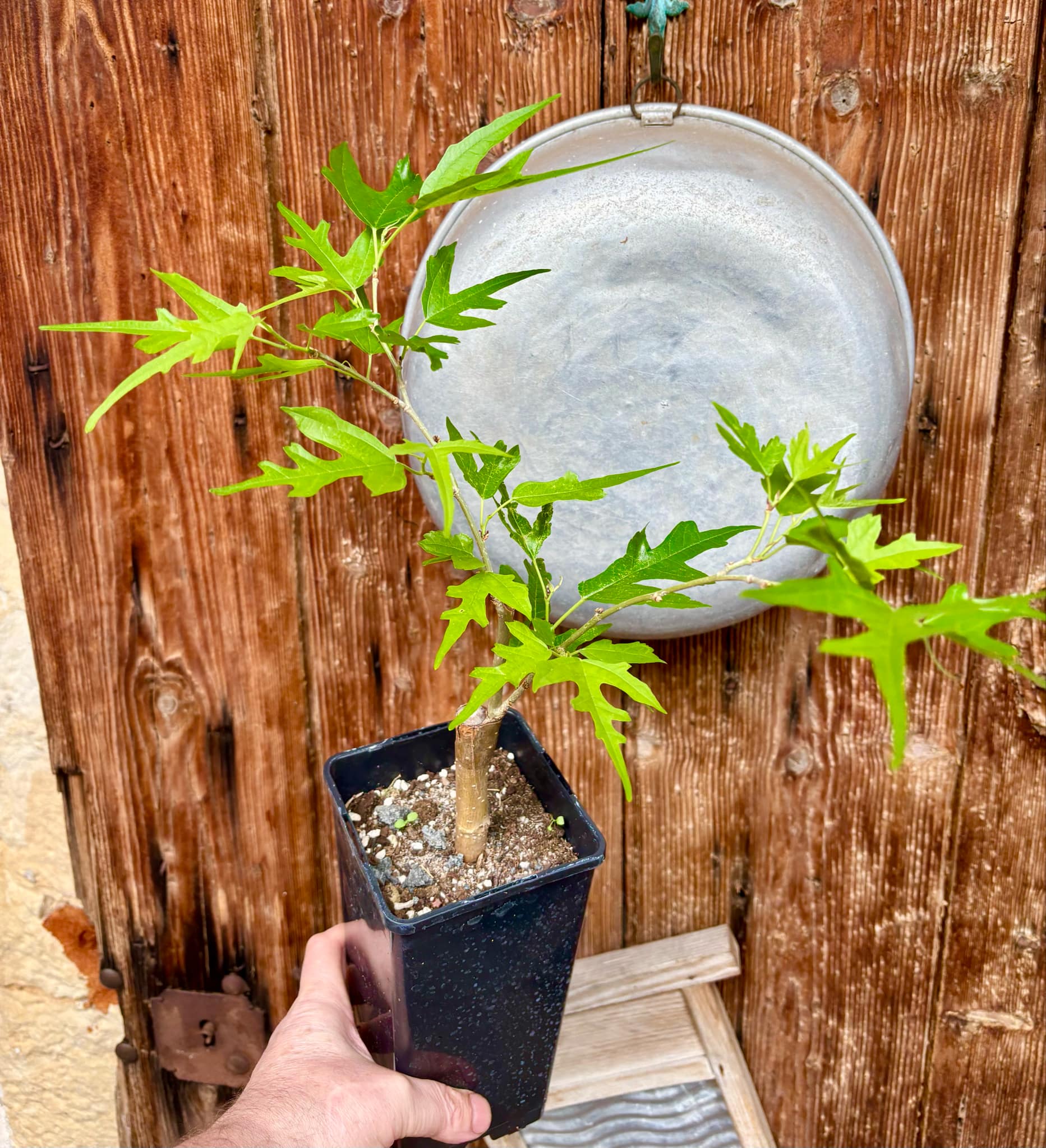 Mulberry Chicken Claw (Morus trilobata) - 1 grafted, potted plant / 1 veredelte, getopfte Pflanze