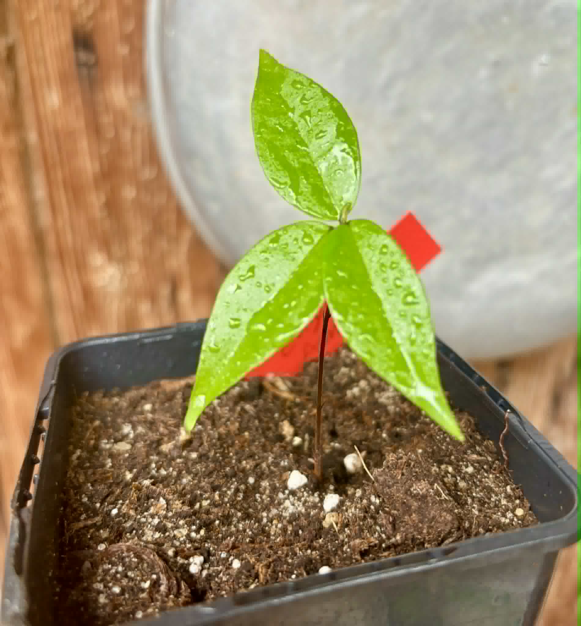 Eugenia sp Ametista - 1 potted seedling / 1 getopfter Sämling