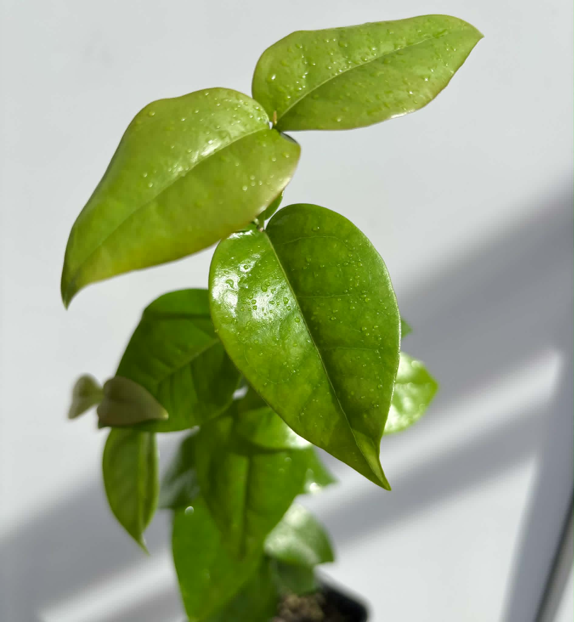 Eugenia uniflora var. Teneriffa  - 1 potted seedling / 1 getopfter Sämling