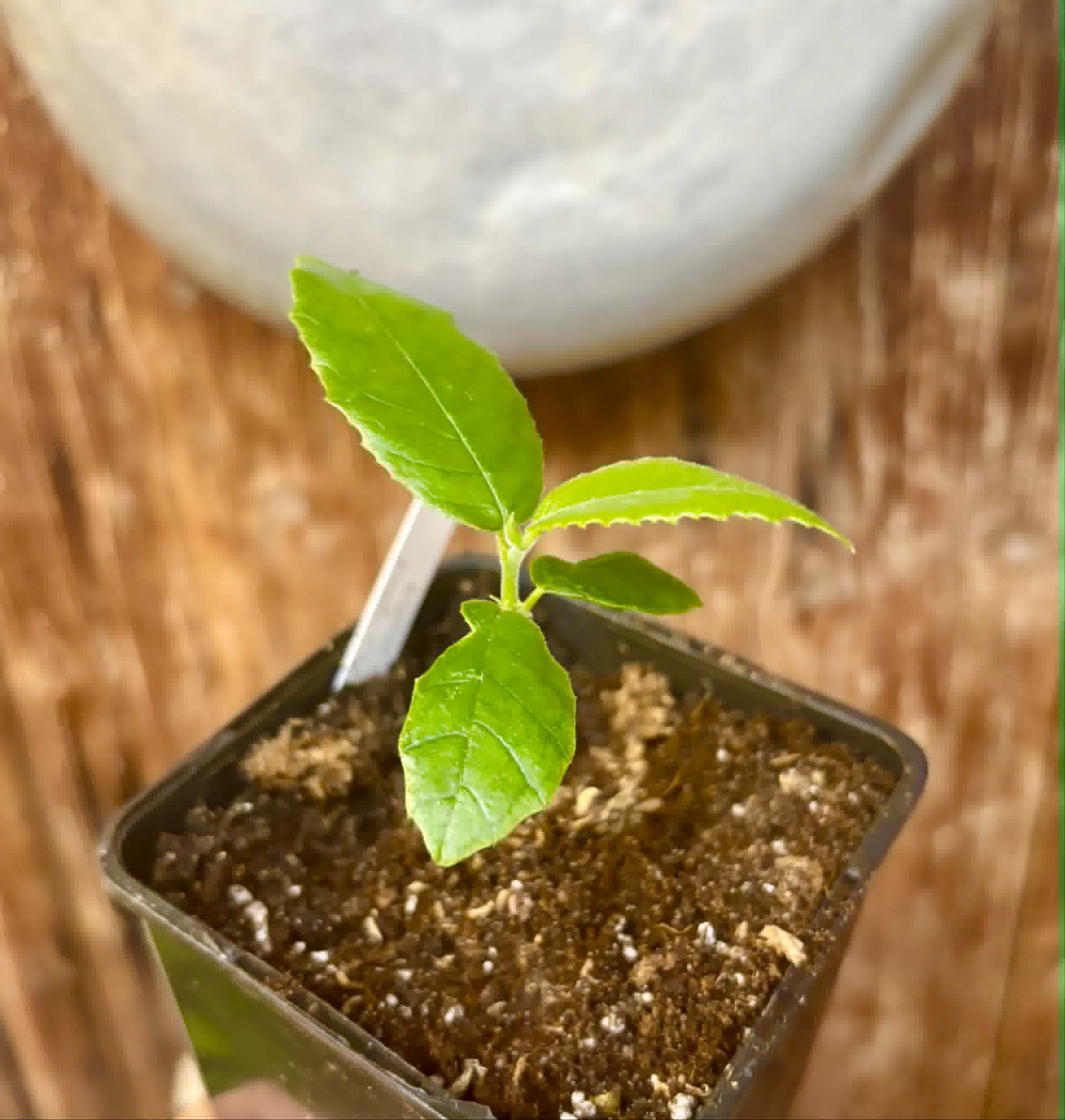 Artocarpus lacucha - Lakoocha  -  1 potted seedling / 1 getopfter Sämling