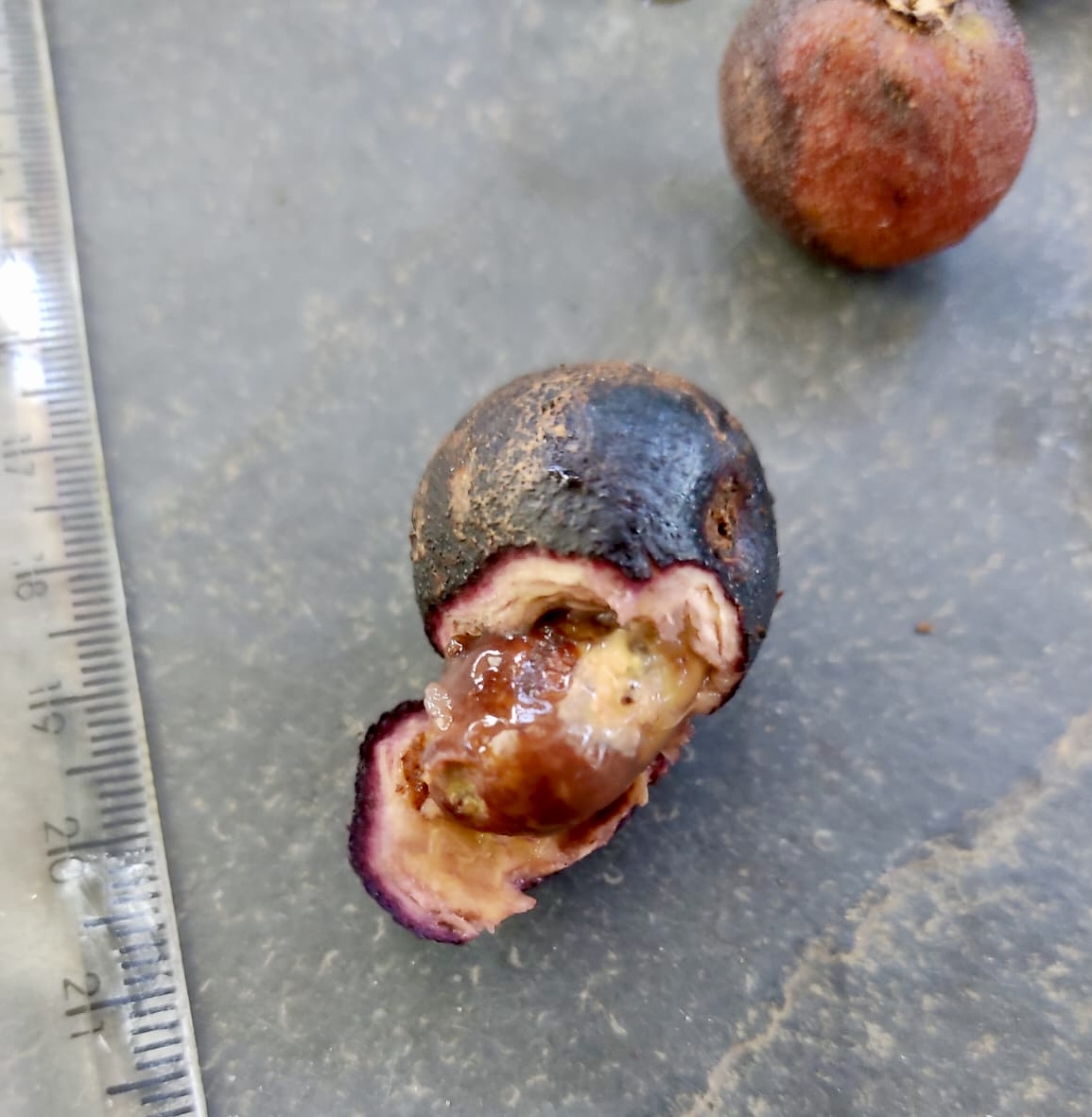 Plinia sp flavonoides -  1 fresh seed / 1 frischer Samen