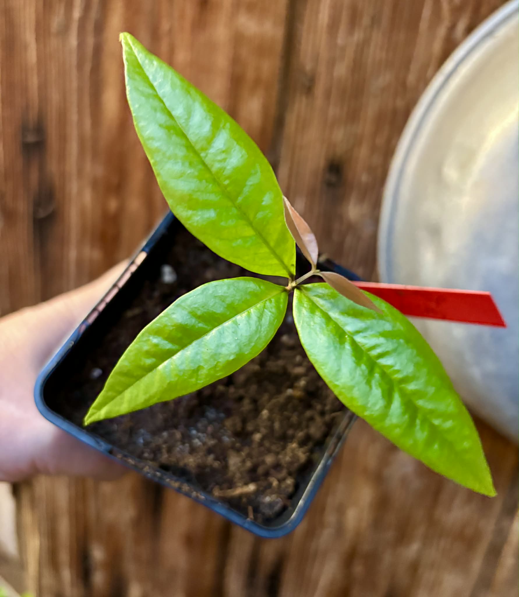 Eugenia sp Ametista - 1 potted seedling / 1 getopfter Sämling