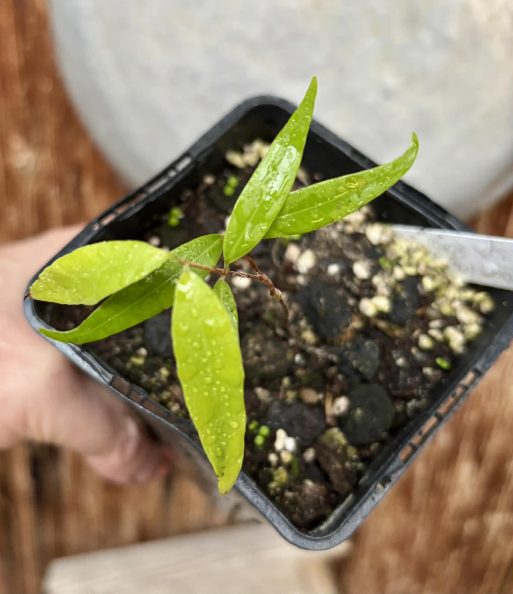 Neomitranthes sp Rubi - 1 potted seedling / 1 getopfter Sämling