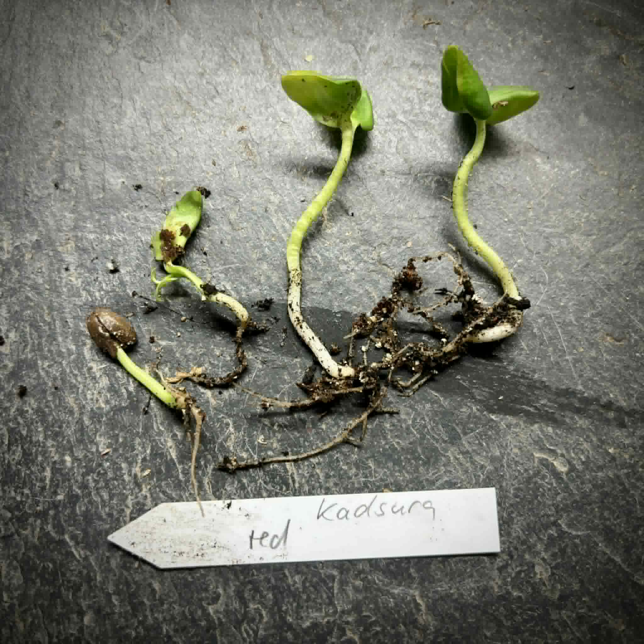 Kadsura coccinea "Red" - 1 germinated seed / 1 gekeimter Samen
