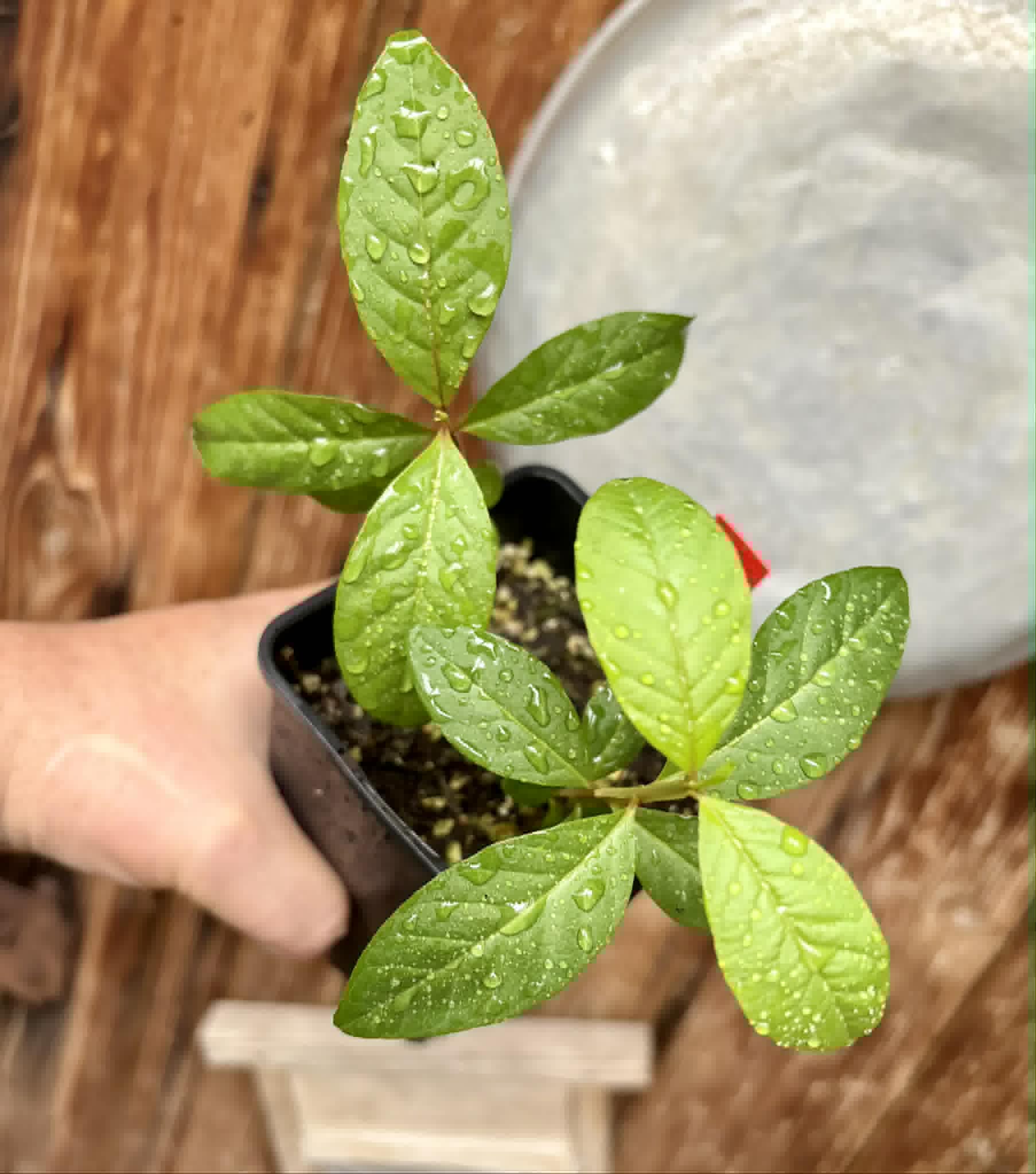 2 in 1 pot - Psidium guajava  "Paluma"  - 2 seedlings in one pot / 2 Sämlinge in einem Topf