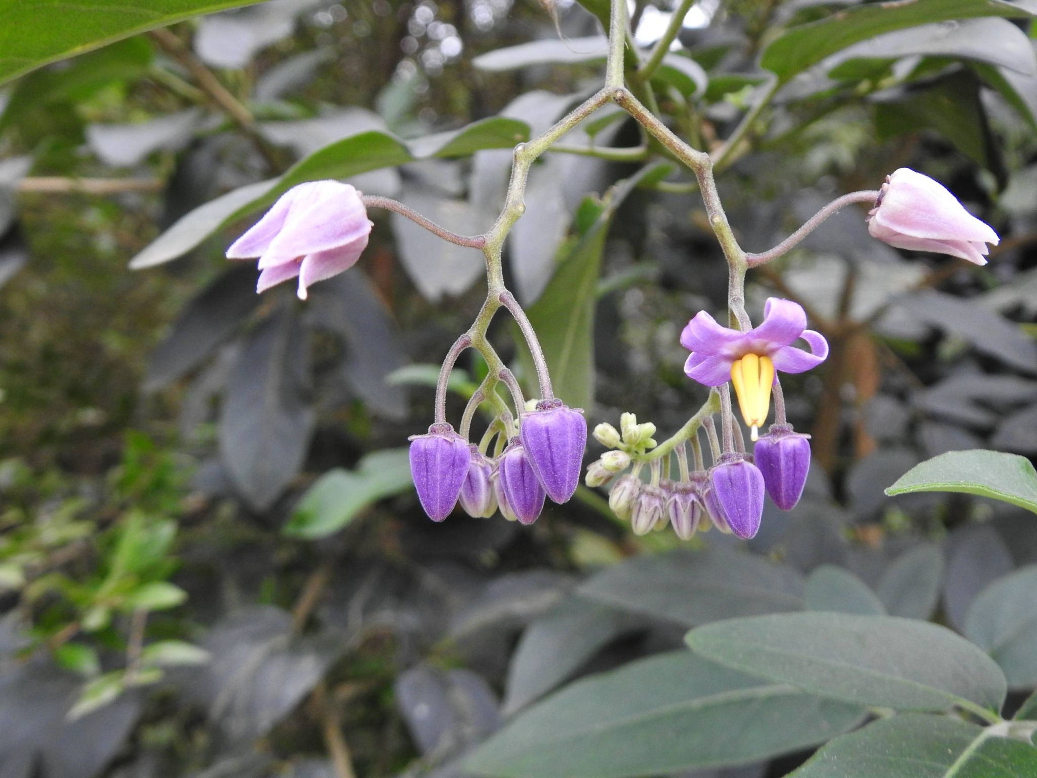 Solanum pelagicum - 1 fresh seed / 1 frischer Samen