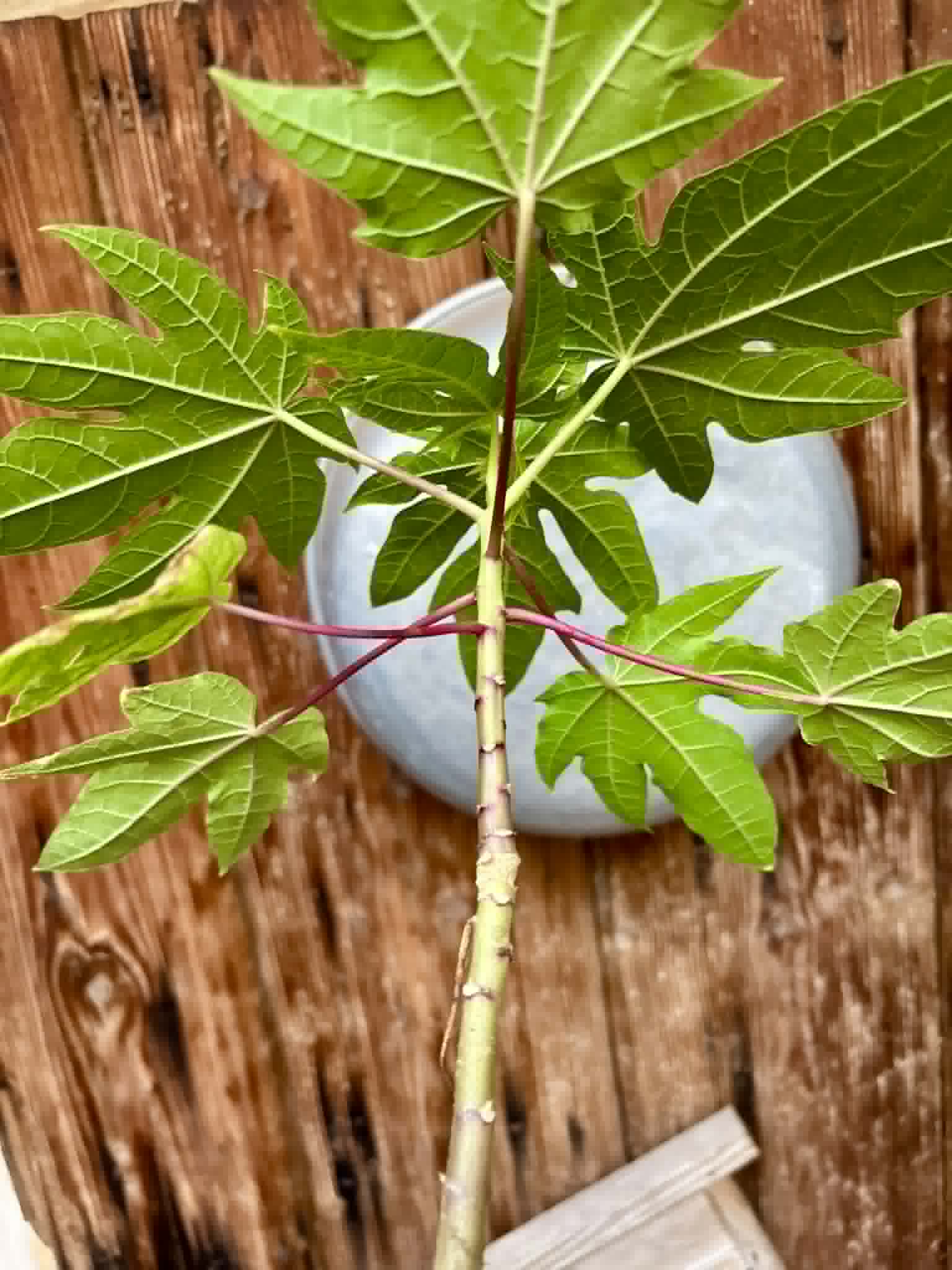 Yellow Krabi Papaya (Carica papaya) - 1 potted plant / 1 getopfte Pflanze