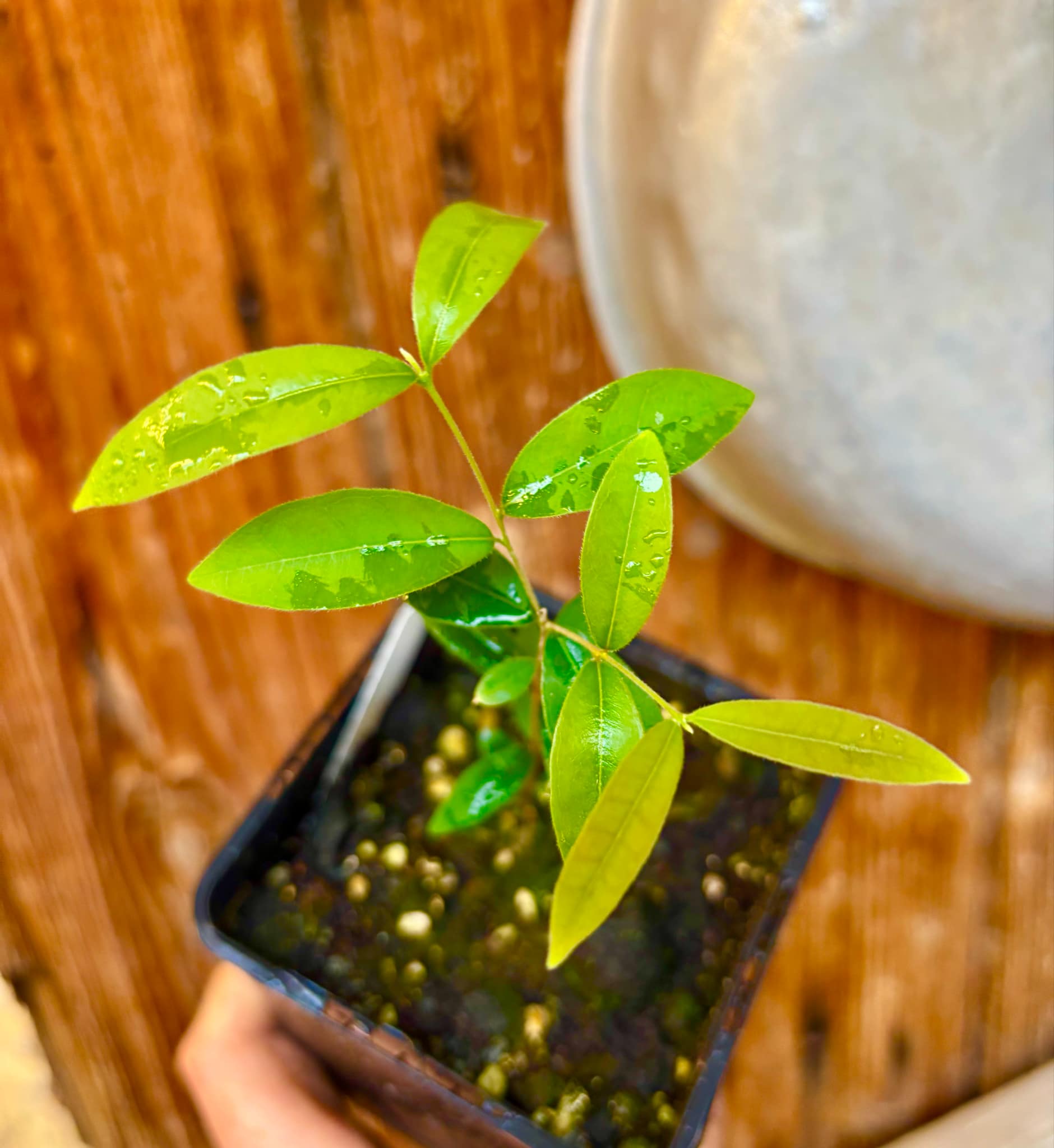 Uvaia do Campo - Eugenia lutescens -  1 small potted seedling / 1 kleiner, getopfter Sämling