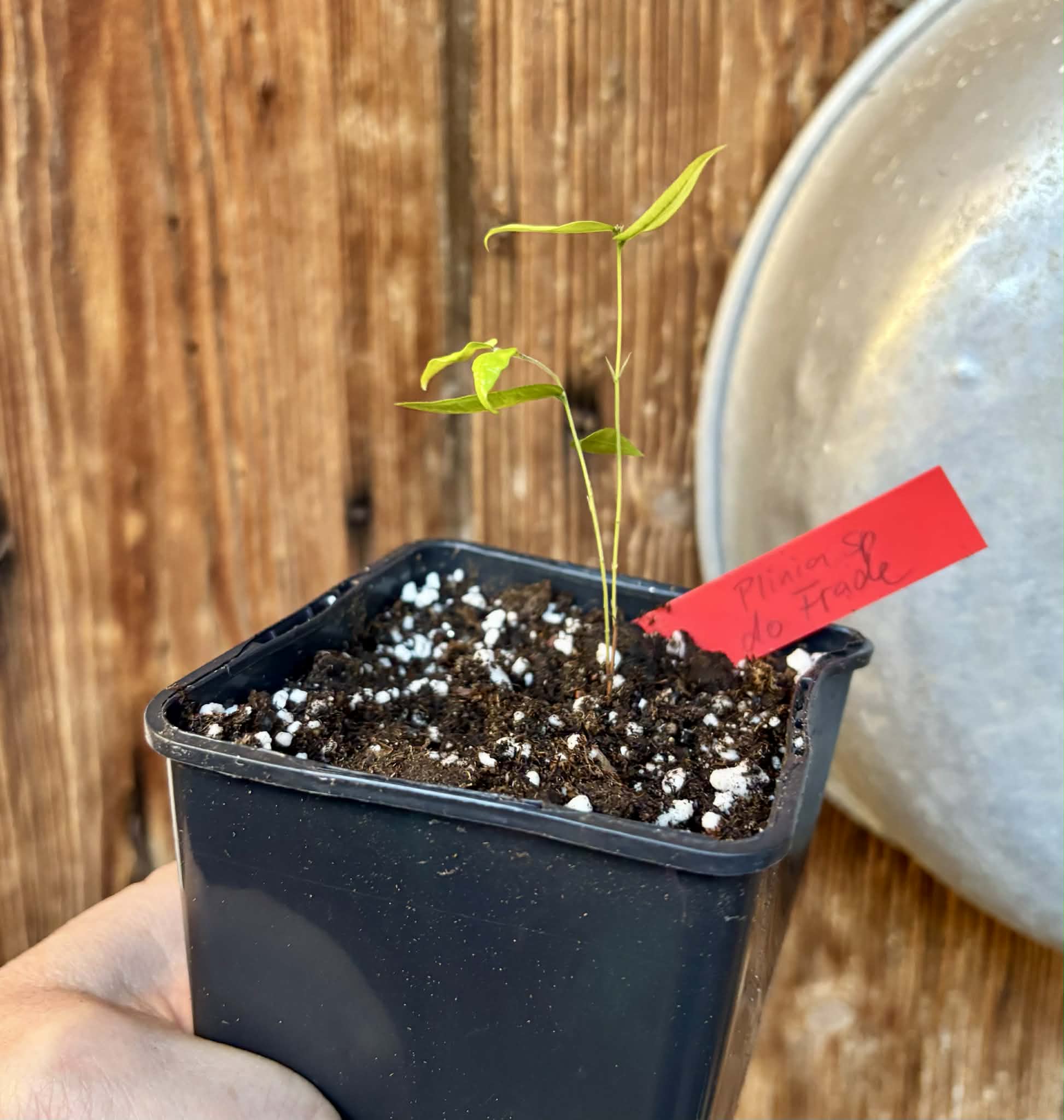 Plinia sp. do Frade - 1 potted seedling / 1 getopfter Sämling