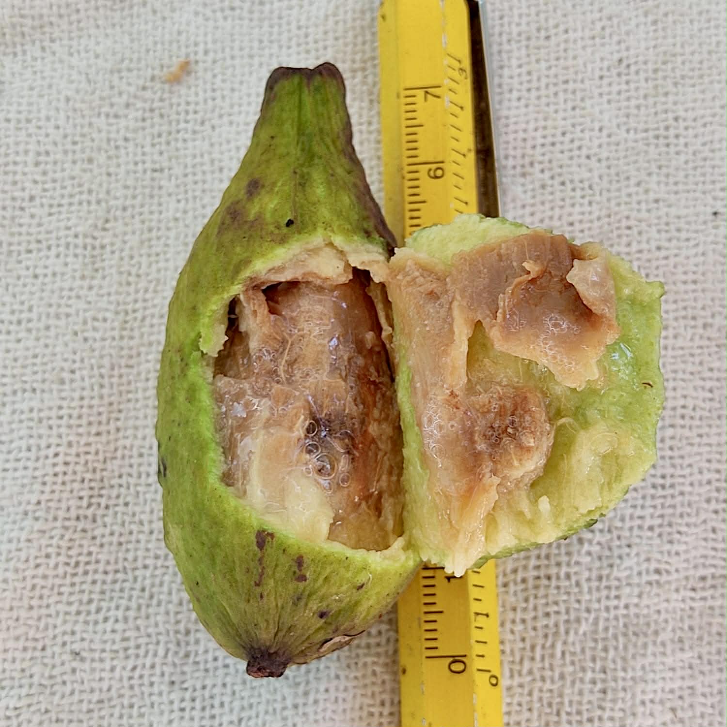 only 10 seeds - Pre Order - Eugenia sp Bananinha - 1 fresh seed / 1 frischer Samen