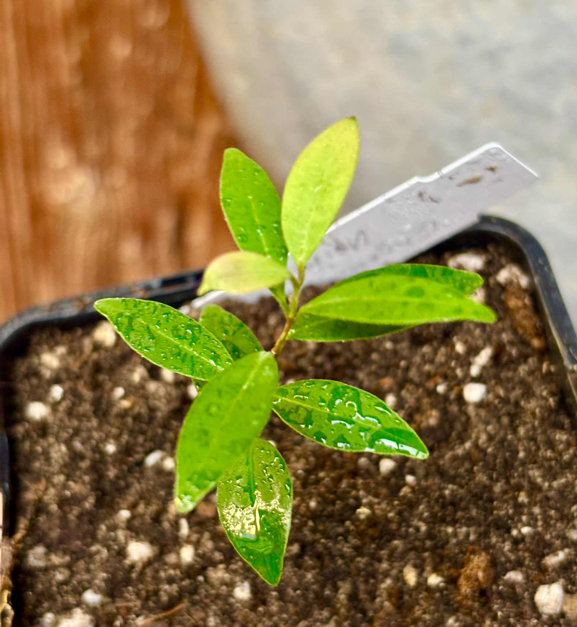 Eugenia sp Uvitas -  1 small potted seedling / 1 kleiner, getopfter Sämling