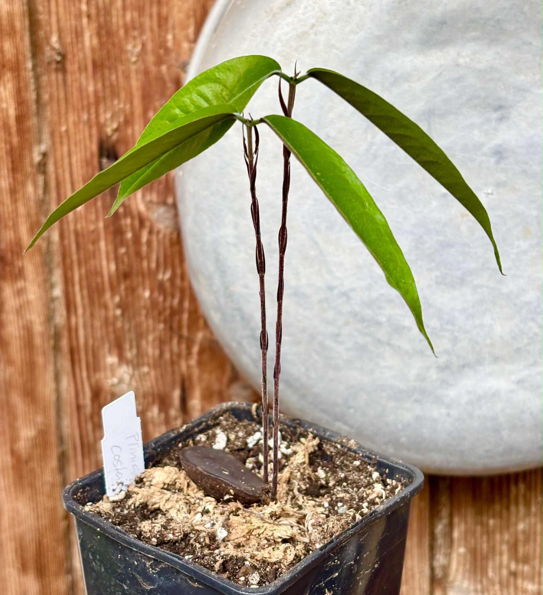 two shots from one seed - Plinia costaricensis -  1 potted seedling / 1 getopfter Sämling