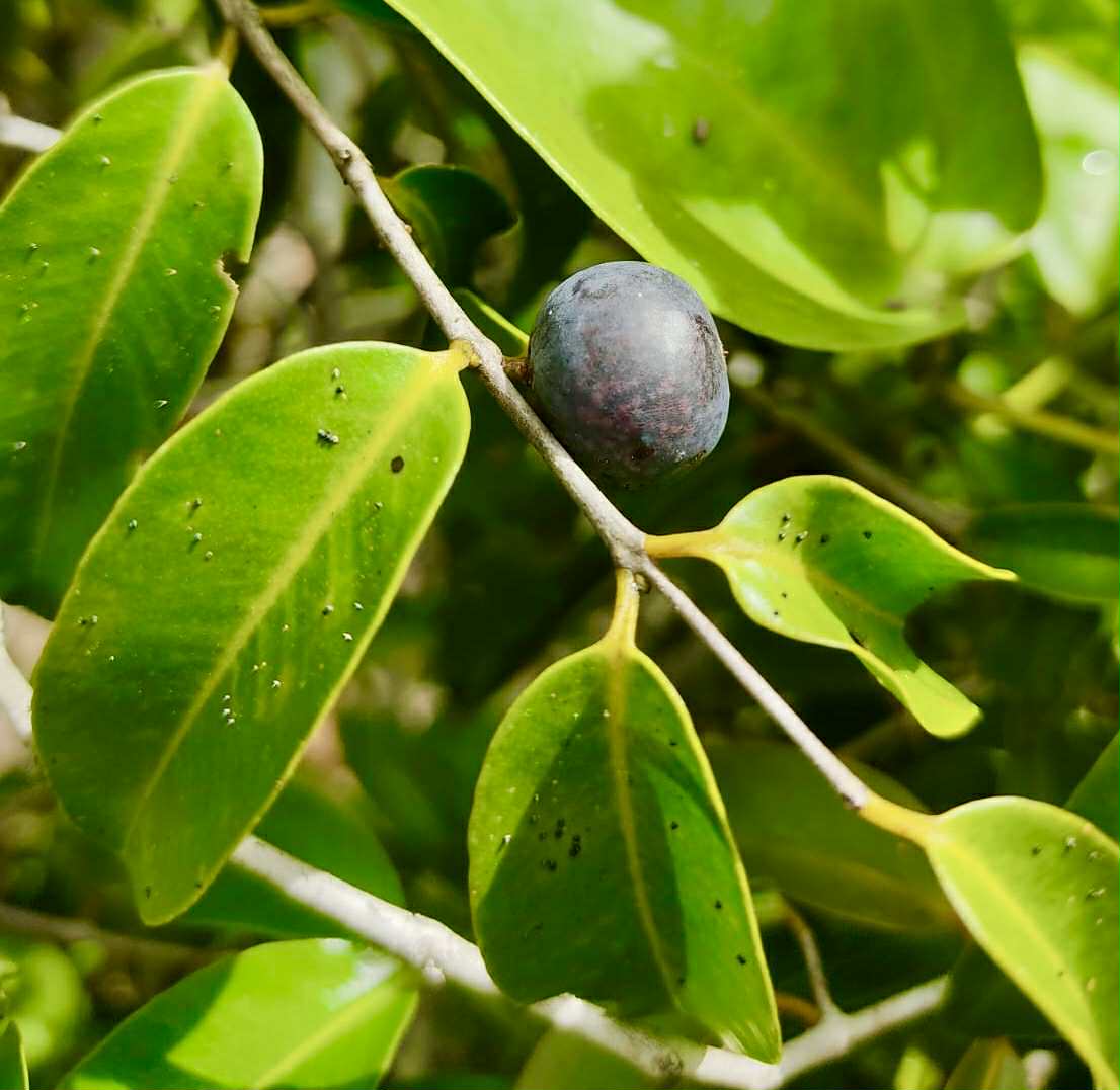 Myrciaria aff plinioides-  1 fresh seed / 1 frischer Samen