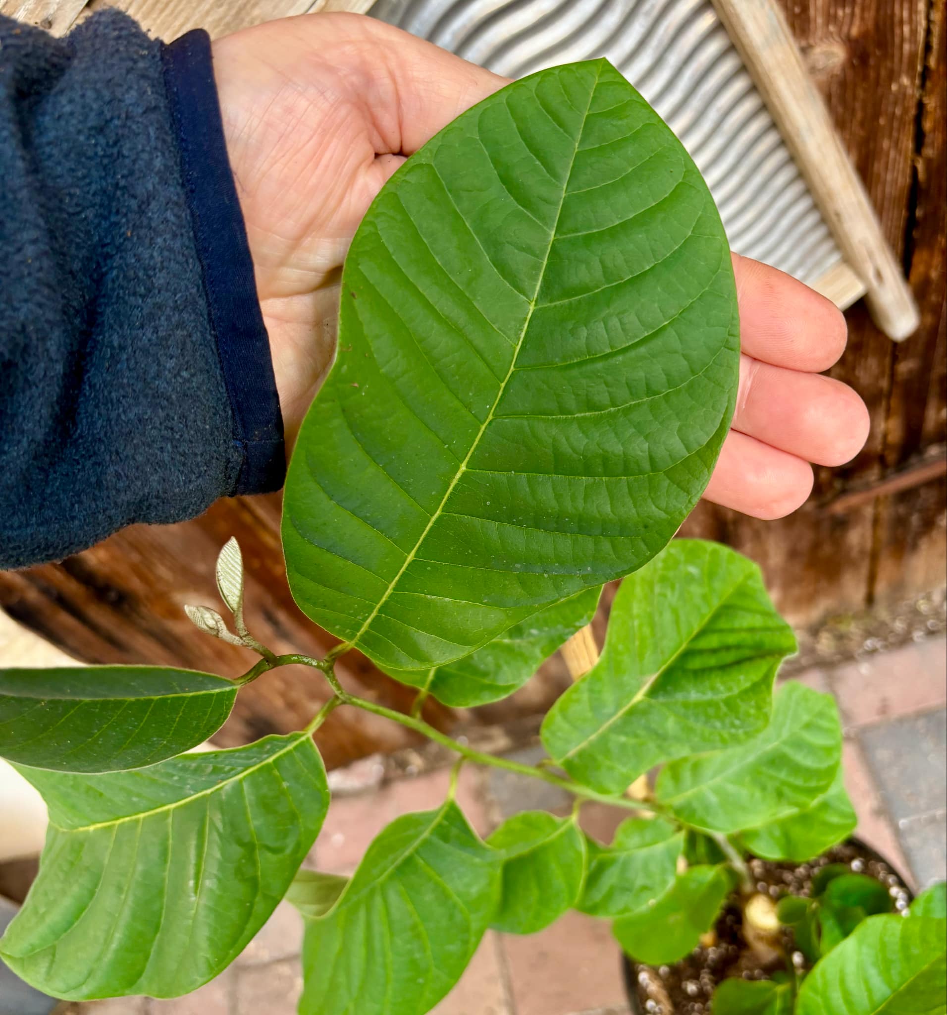 Cherimoya var. Fino de Jete (Annona cherimola) - 1 potted plant / 1 getopfte Pflanze