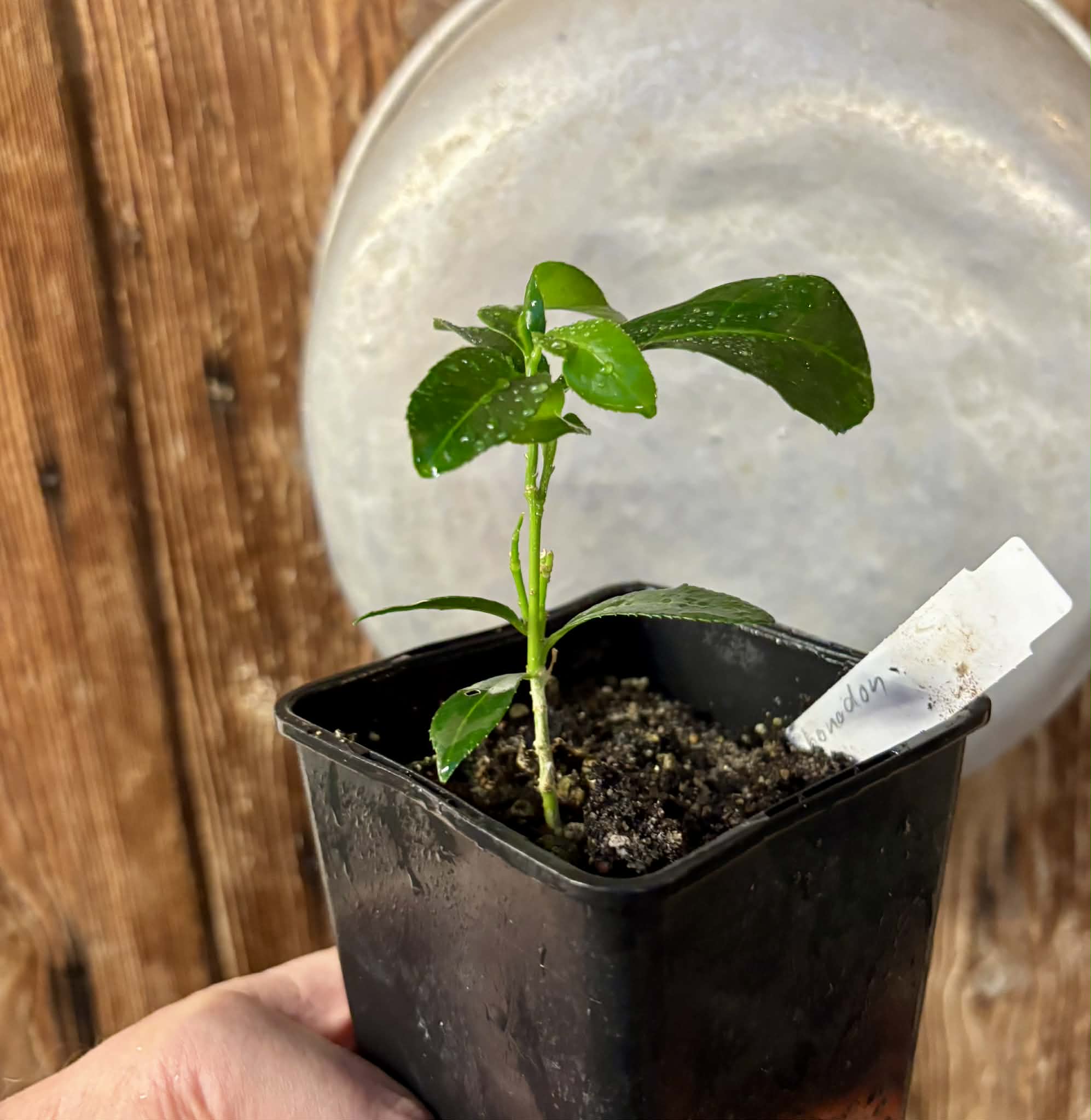 Siphonodon celastrineus  - 1 potted plant / 1 getopfte Pflanze