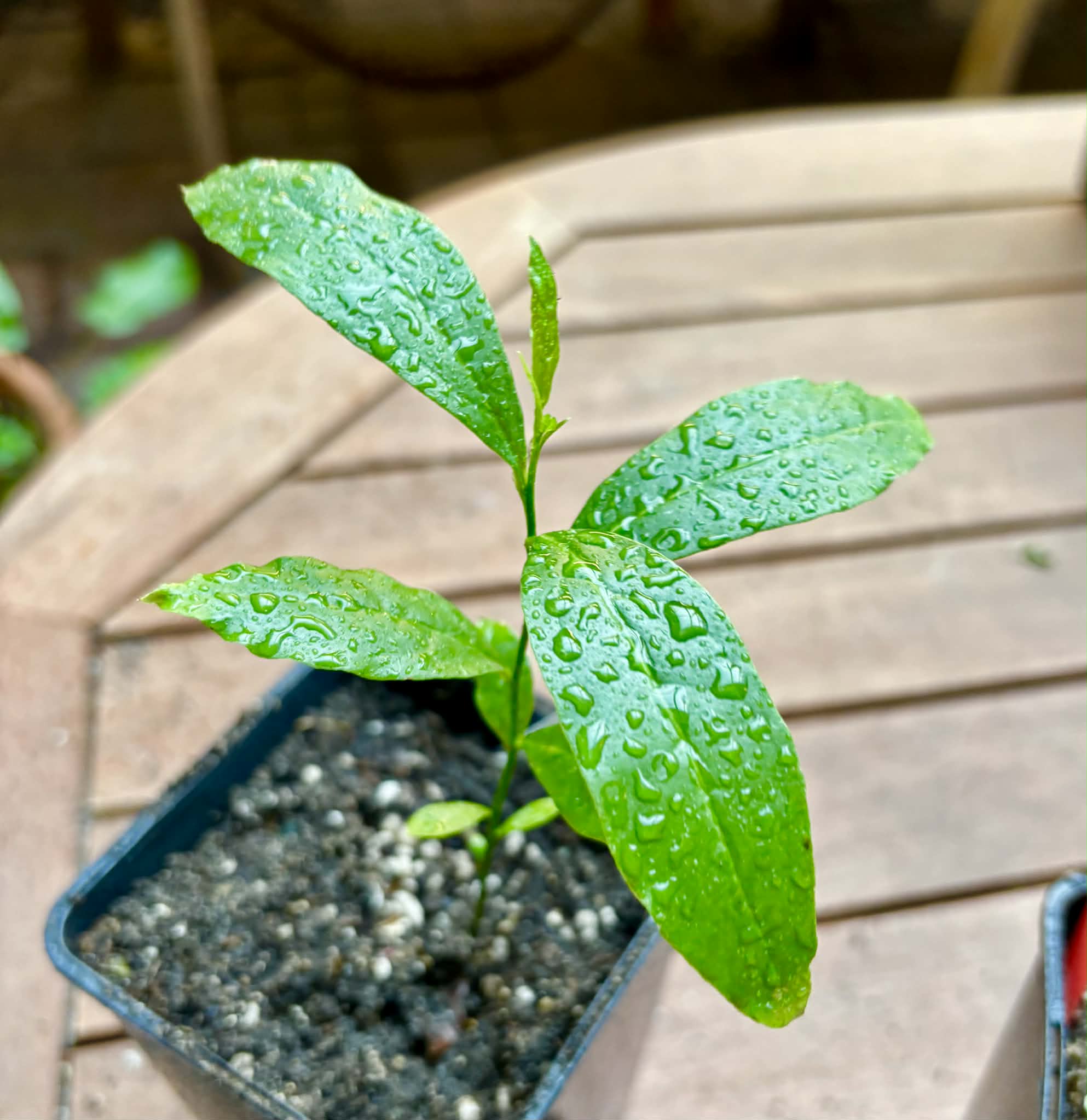 Collection of 5 rare exotic fruit plants -  5 different potted plants / 5 verschiedene, getopfte Pflanzen