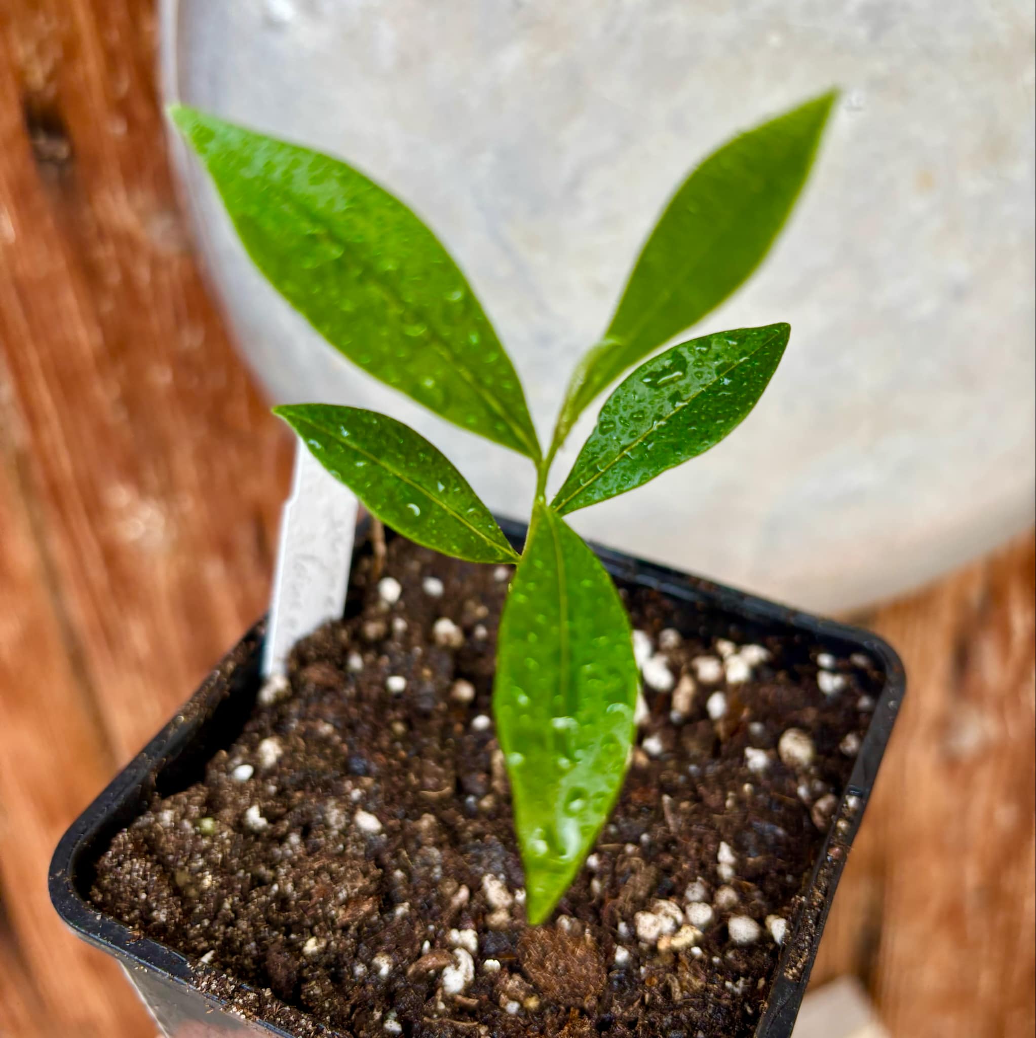 Duguetia aff. lanceolata - Pindauva Roxa -   1 potted plant / 1 getopfte Pflanze