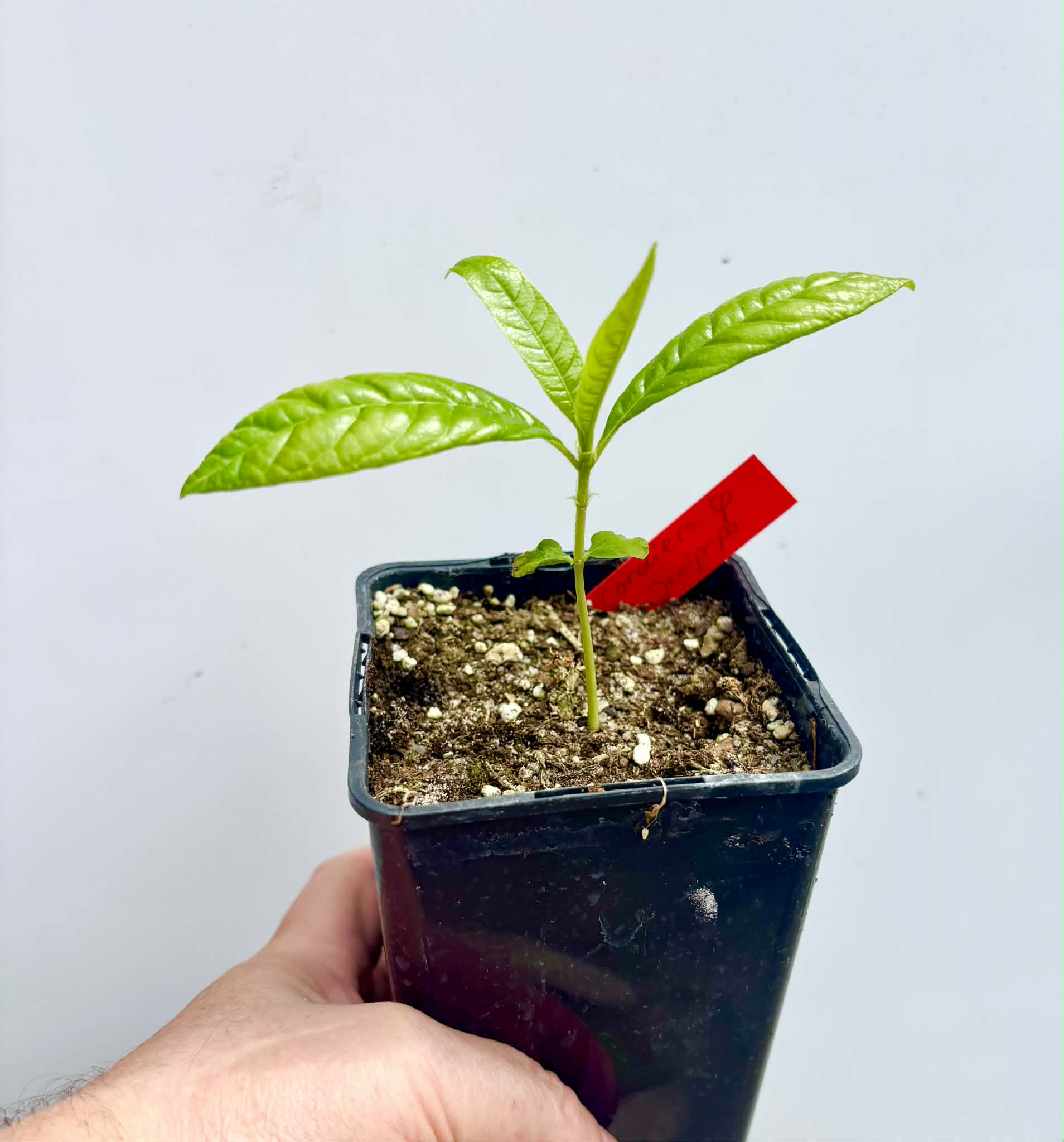Cordiera sp Jenipapo - 1 potted seedling / 1 getopfter Sämling