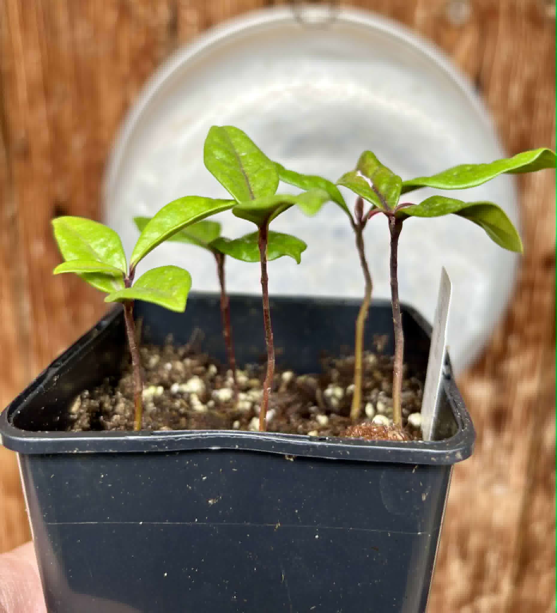 5 in 1 pot - Eugenia rotundifolia var. Maruim - 5 seedlings in one pot / 5 Sämlinge in einem Topf Kopie